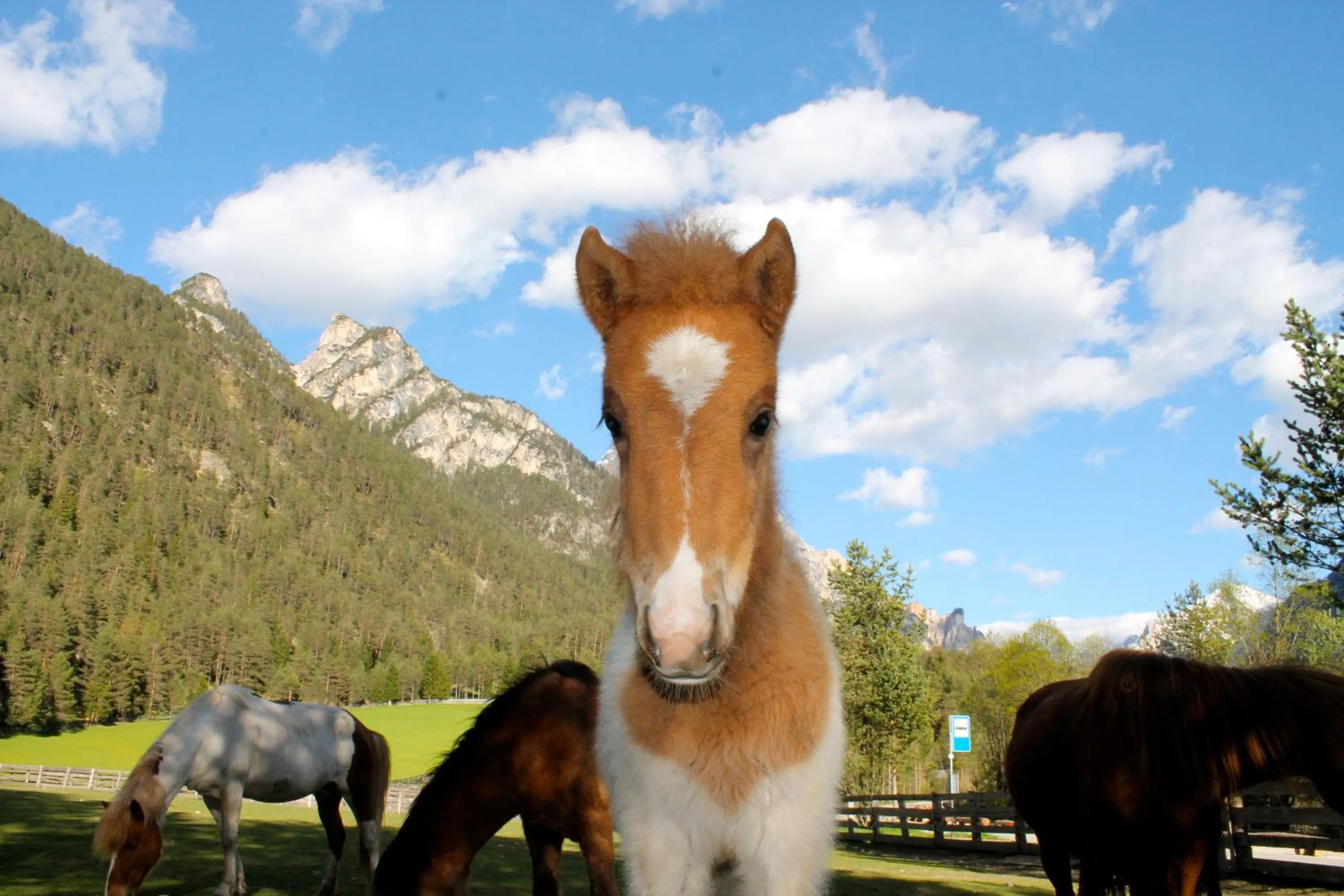 Horse-riding in Hotel Al Sonnenhof