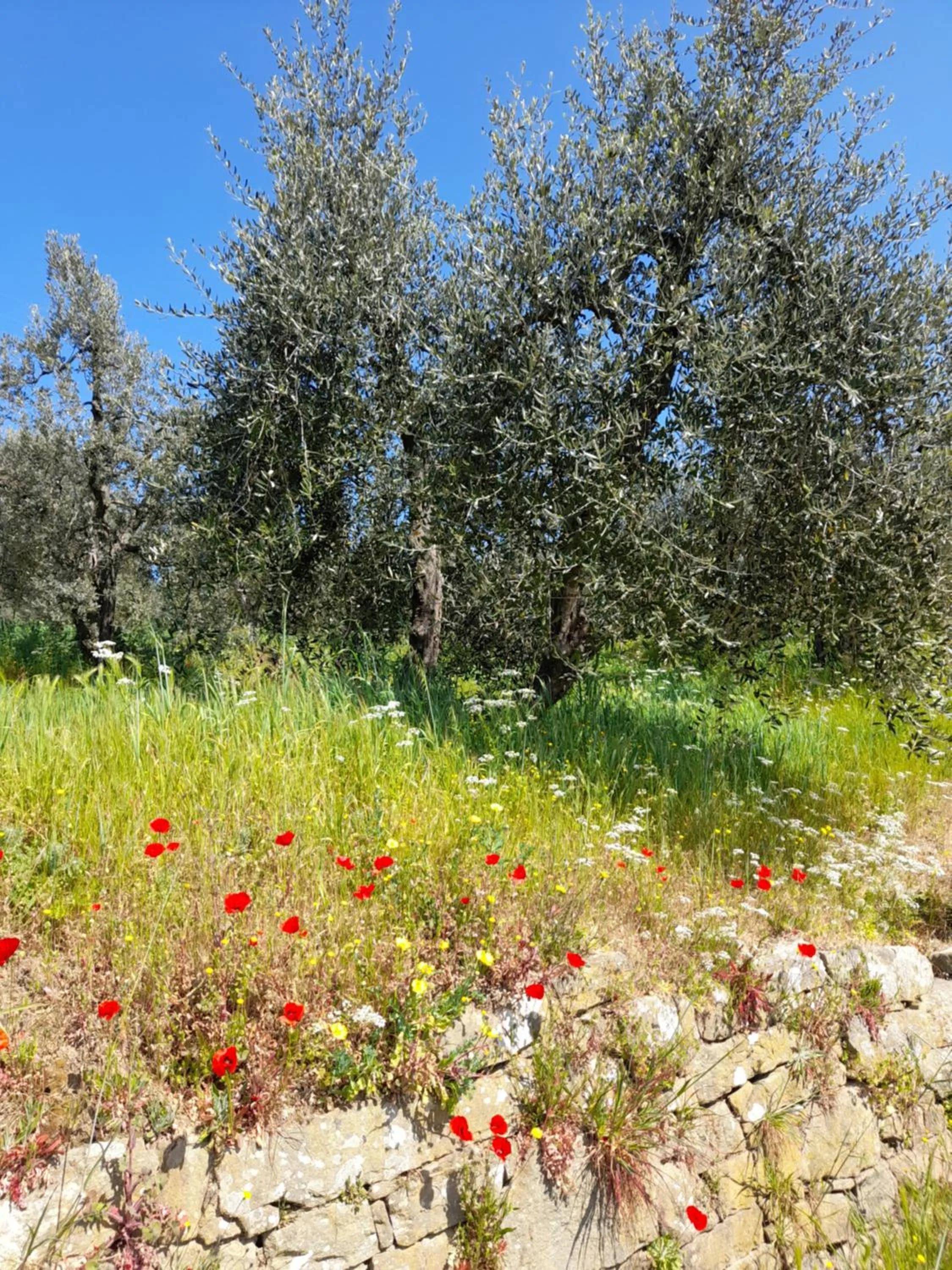 Garden in Antica Bottega di Vinci