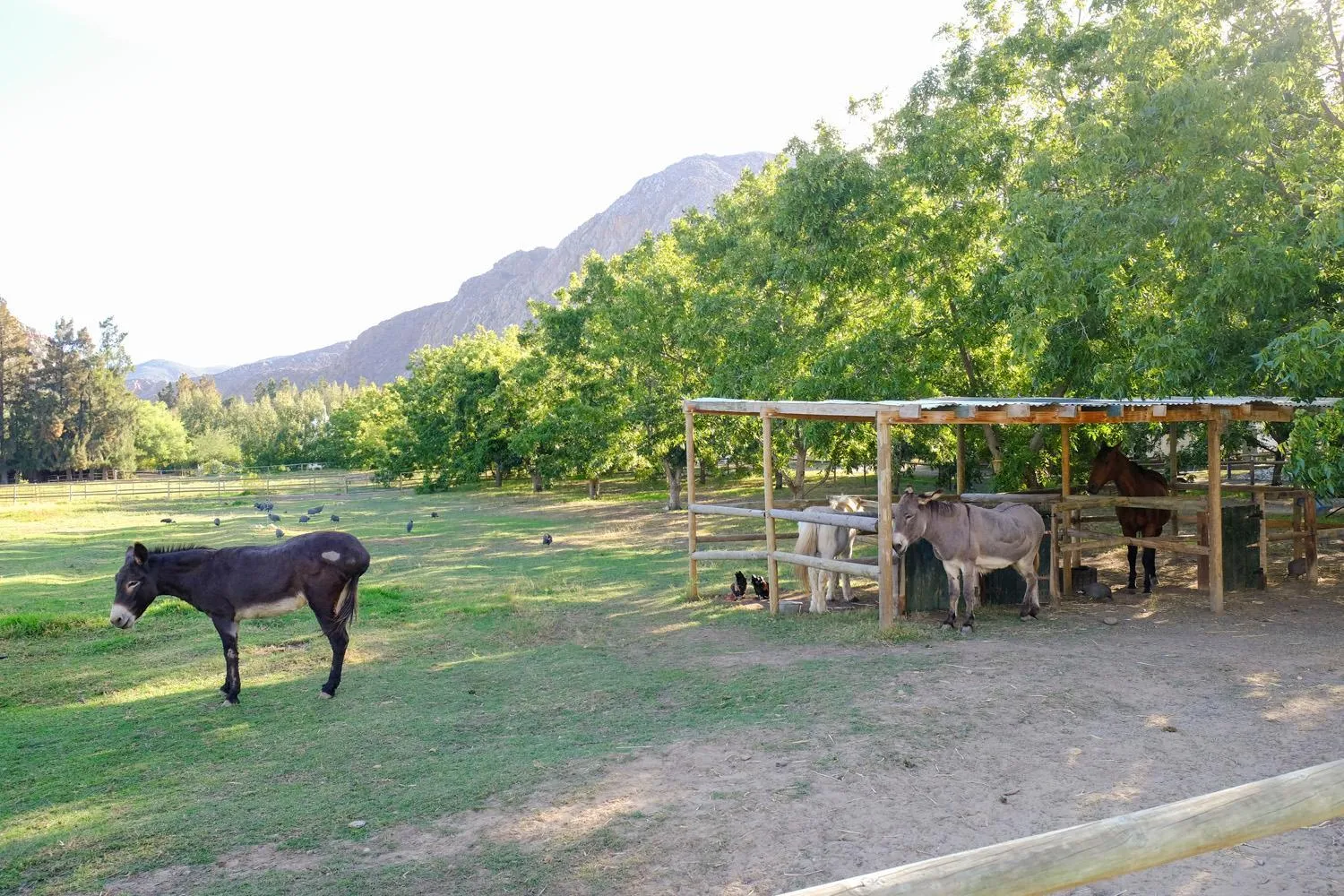 Garden in De Bos Cottages