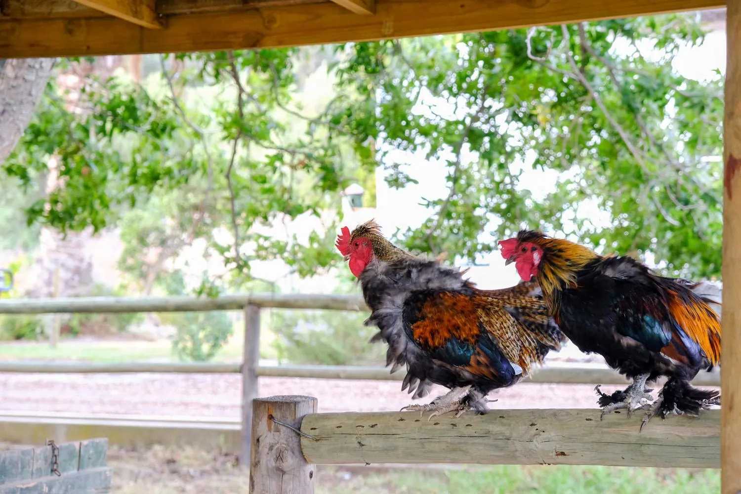 Property building in De Bos Cottages