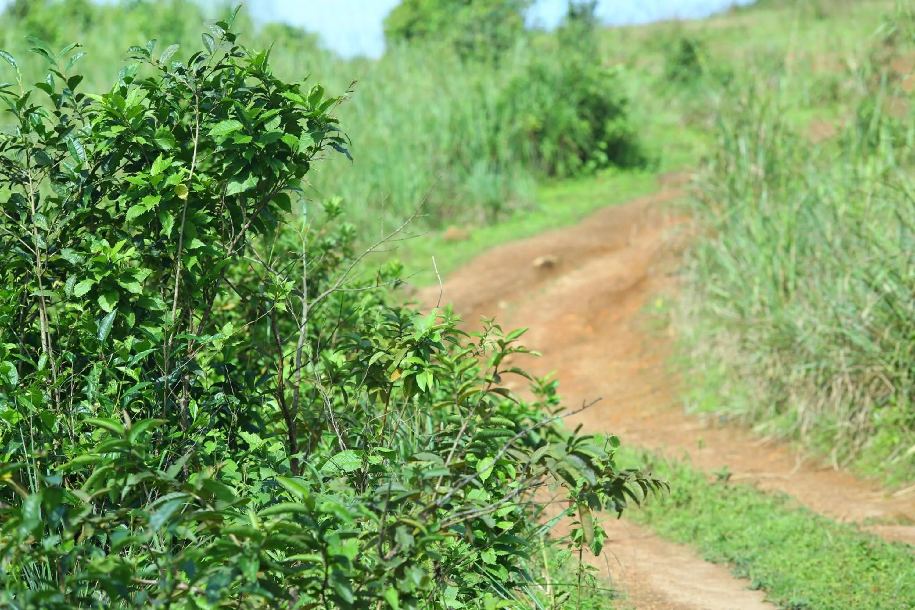 Natural landscape in Vagamon Heights
