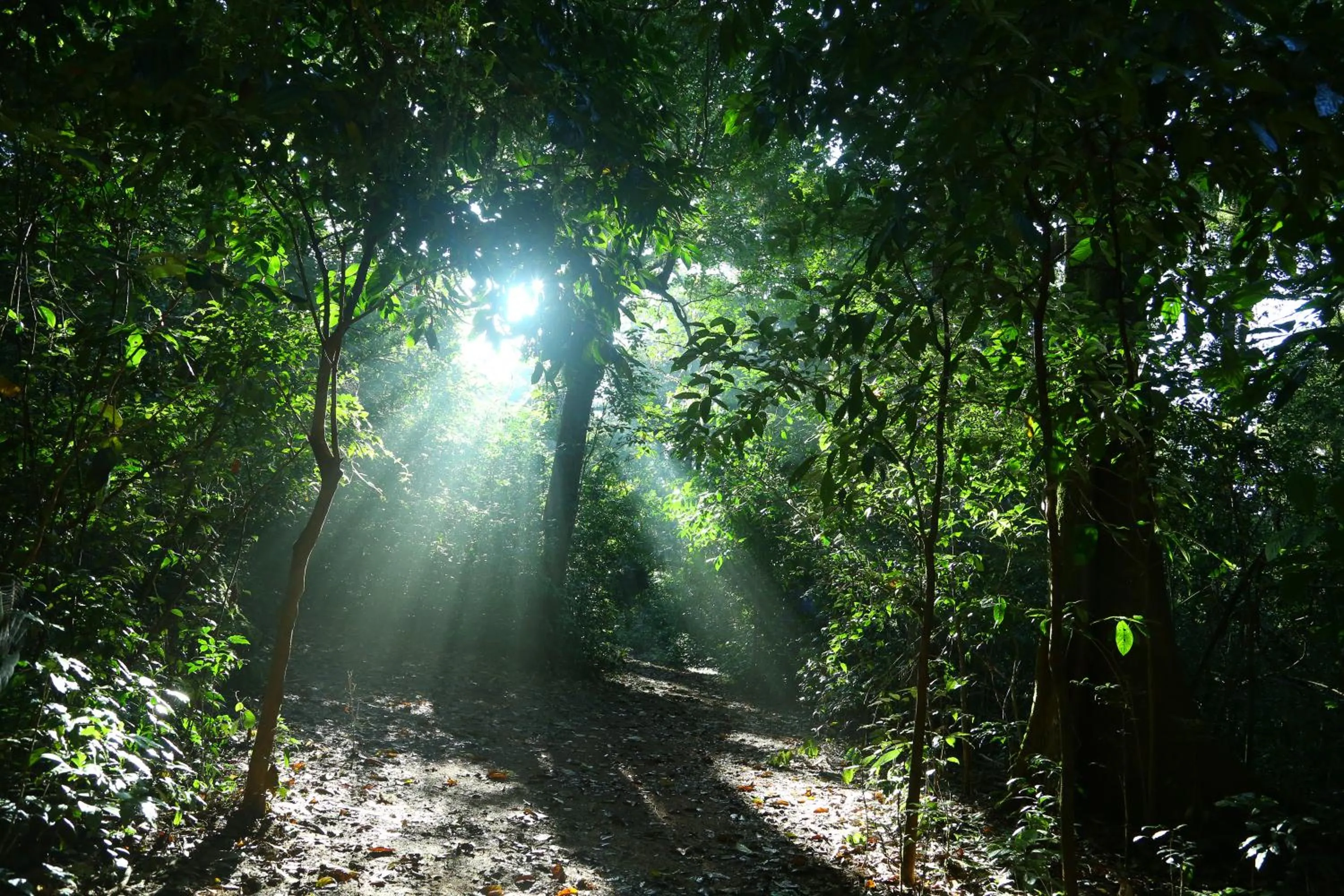 Area and facilities in Vagamon Heights