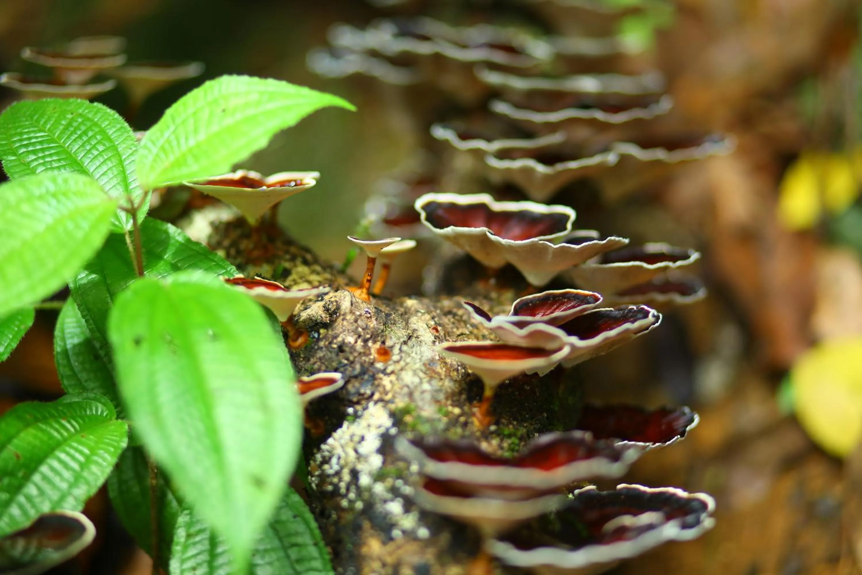 Natural landscape in Vagamon Heights