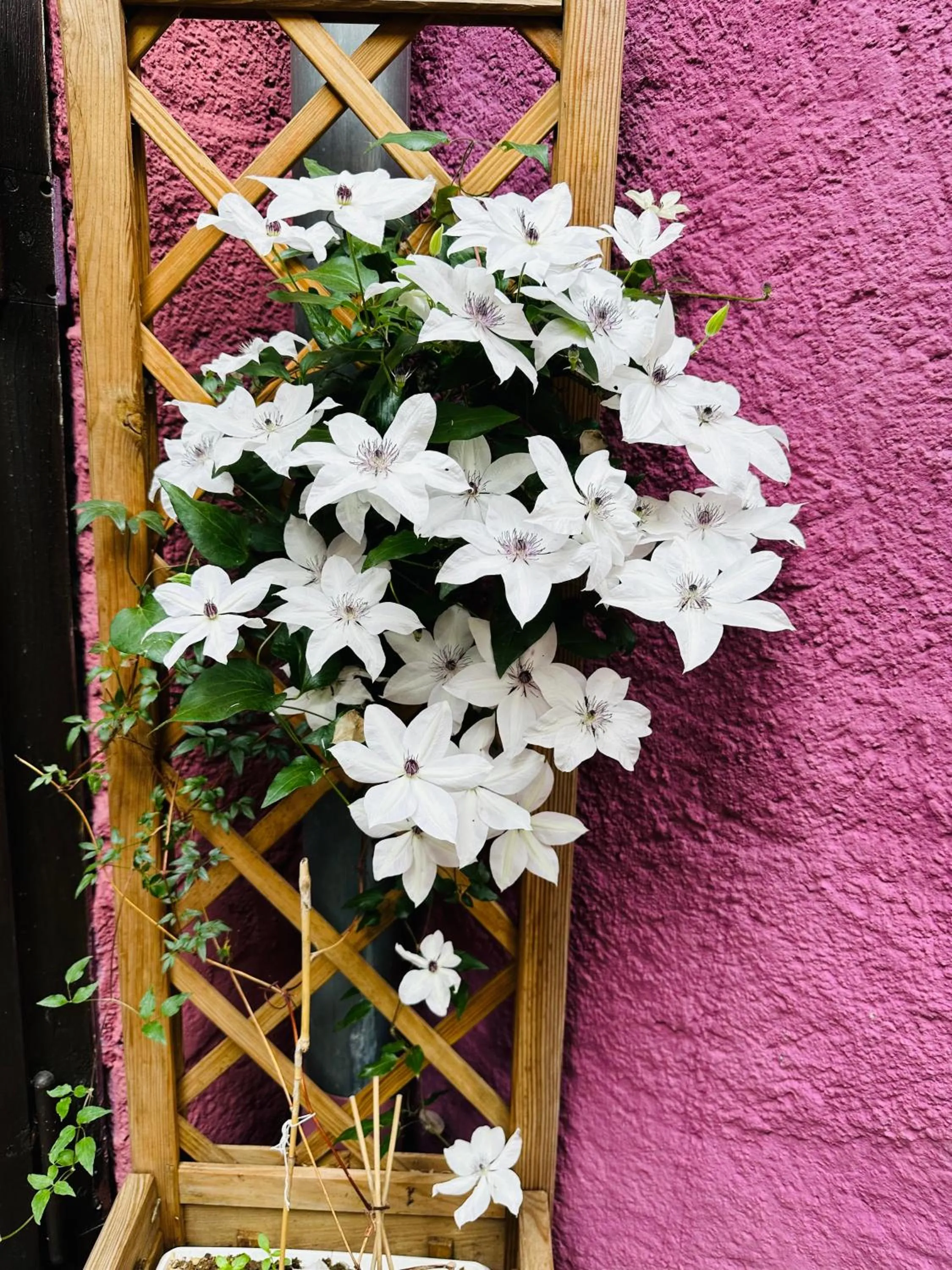 Auberge Le Meisenberg