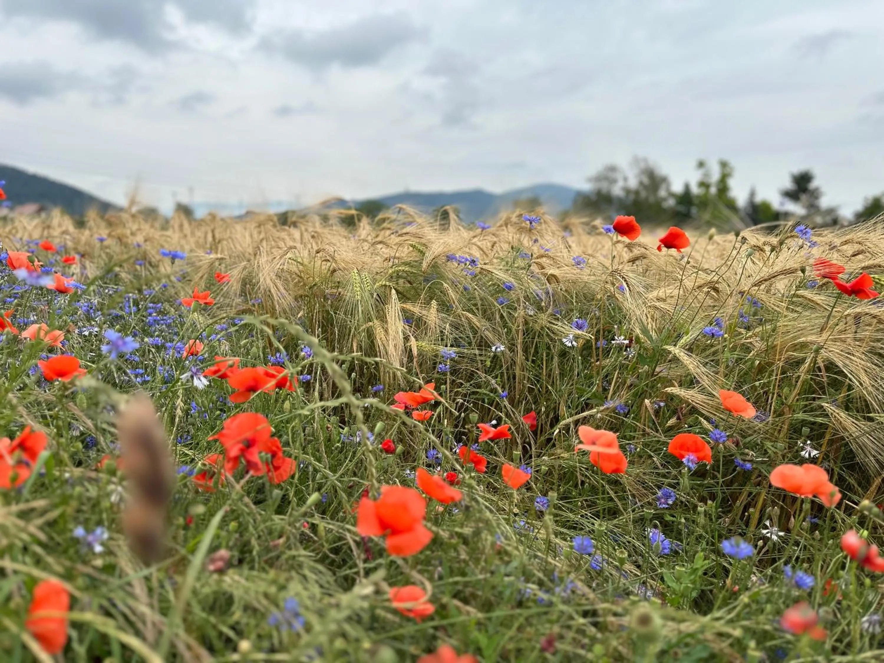 Auberge Le Meisenberg