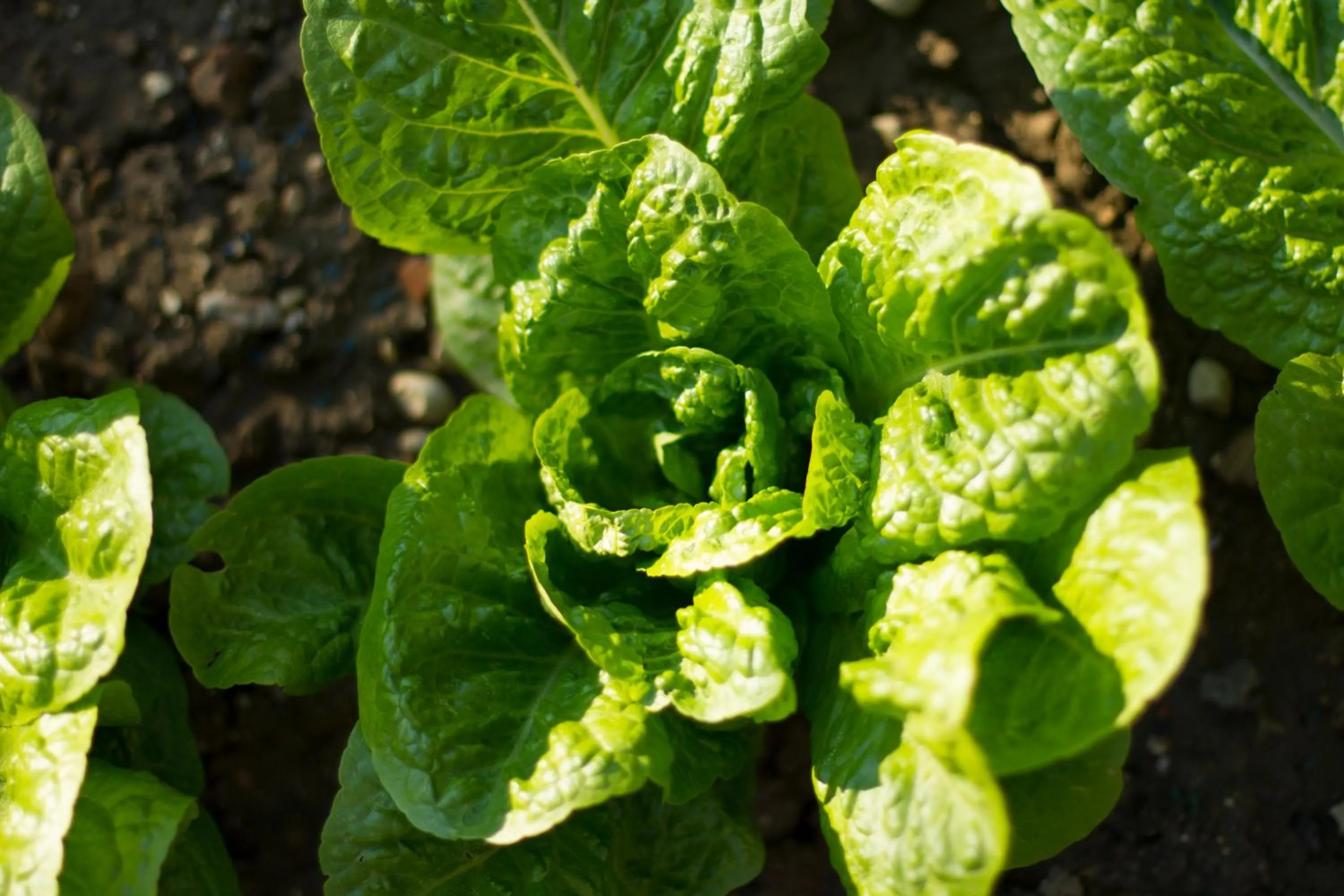 Garden view in Arcobaleno B&B