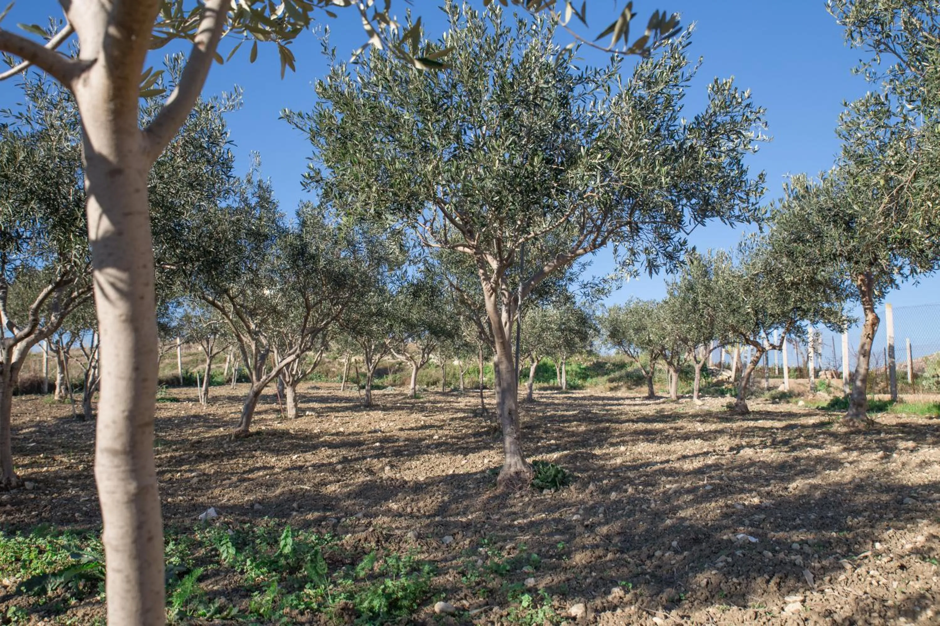 Garden in B&B La Veranda