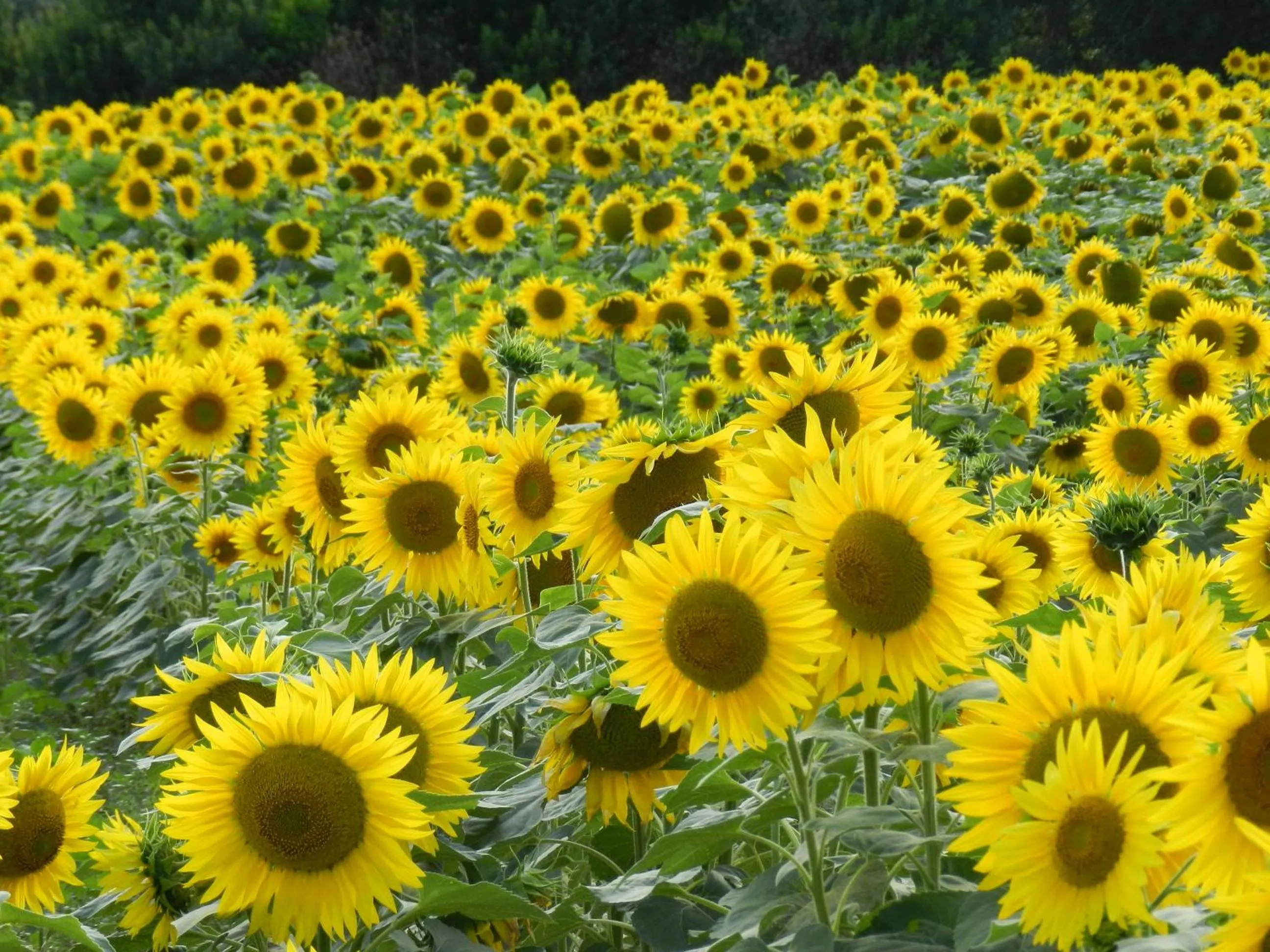 El Racó de Madremanya - Adults only