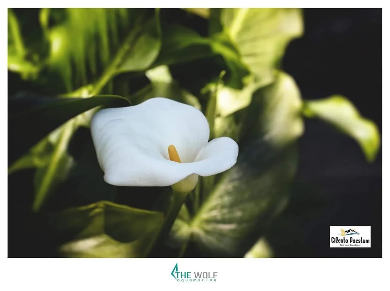 Garden in B&b Cilento Paestum