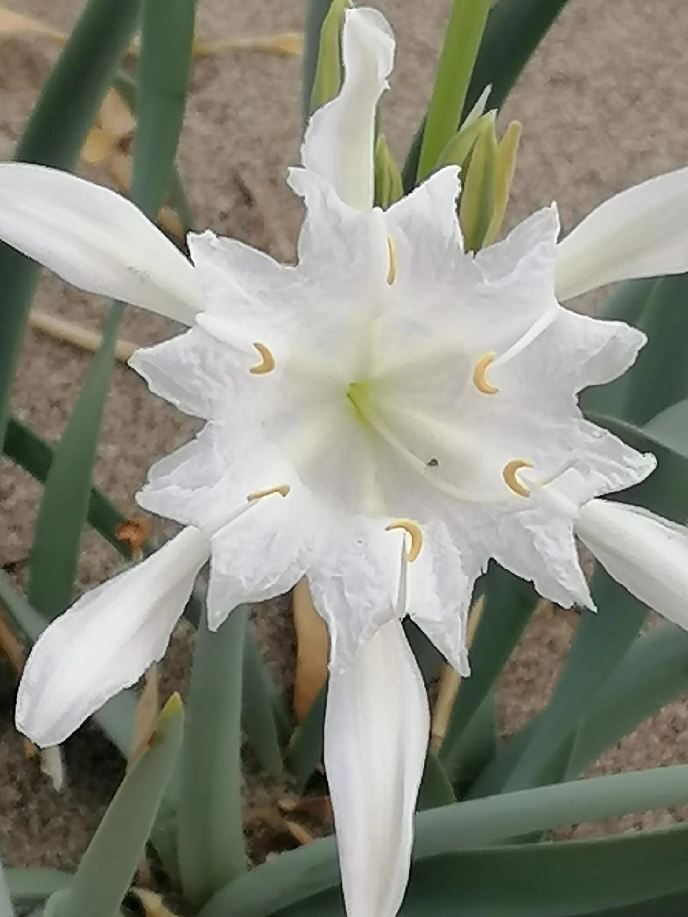 Garden view in B&b Cilento Paestum