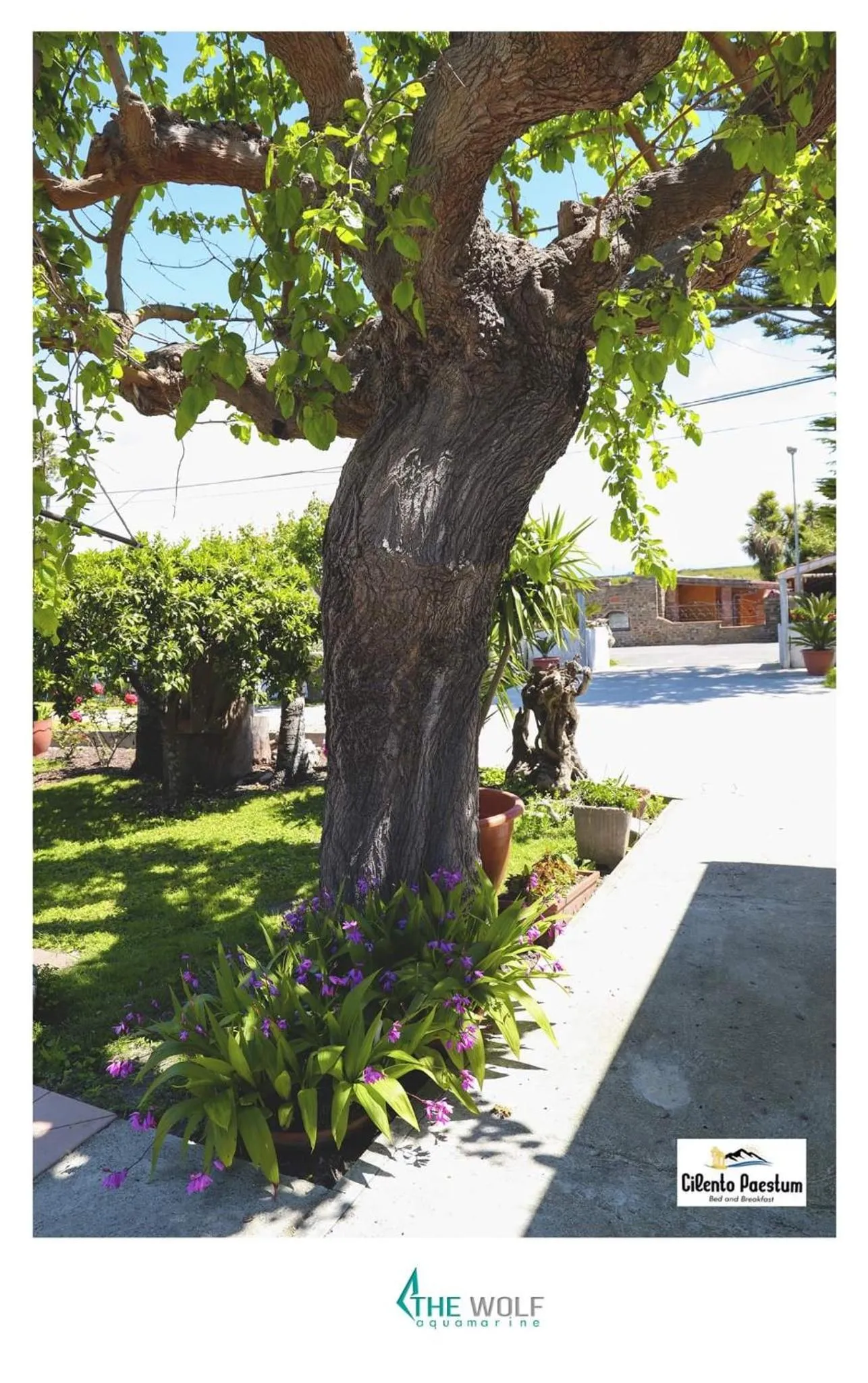 Garden in B&b Cilento Paestum