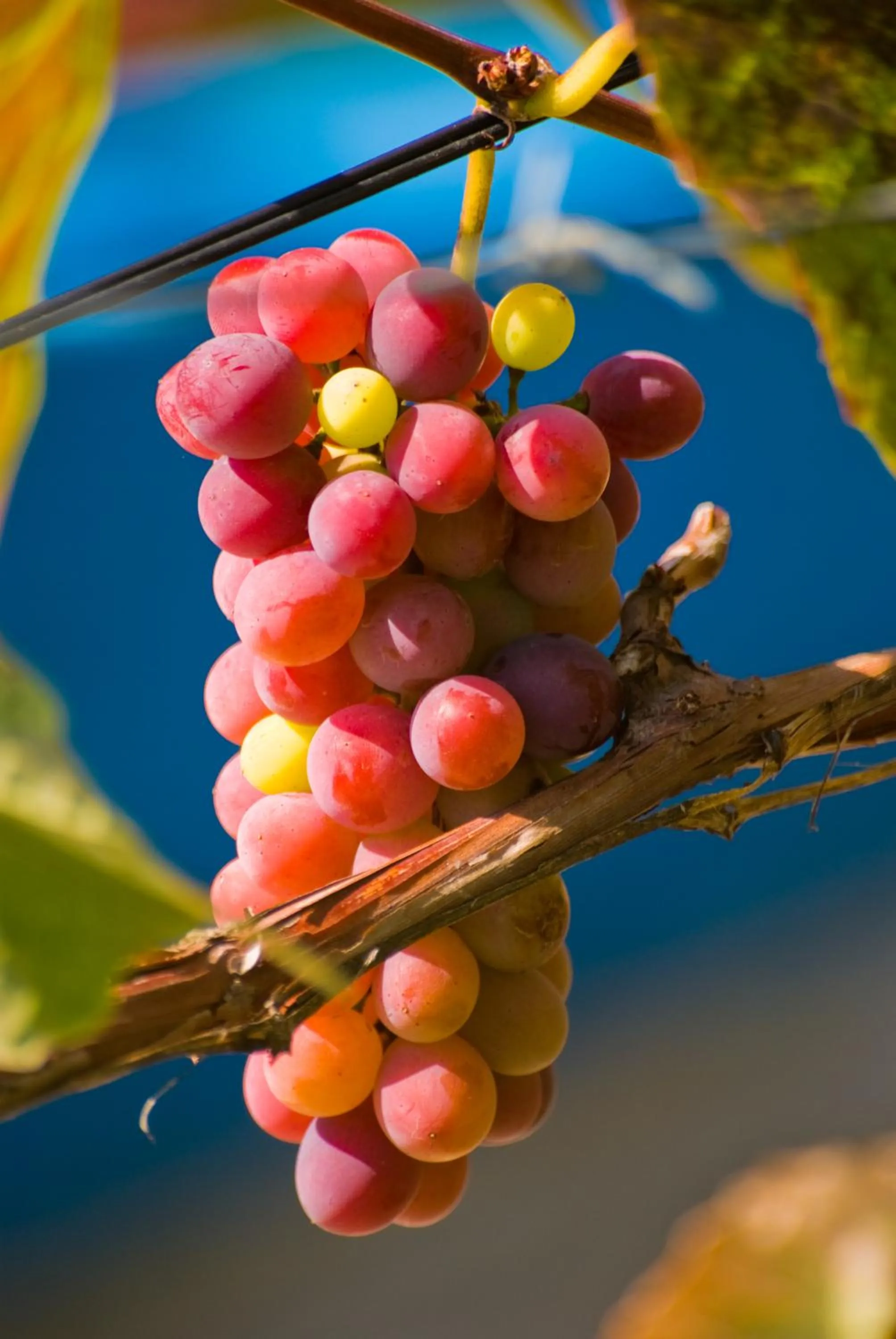 Natural landscape in Maistrali Beach Studios