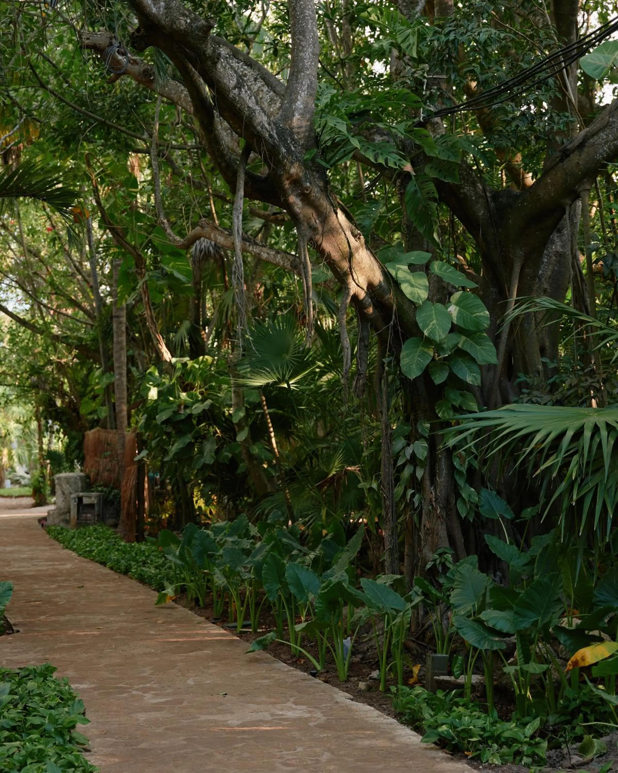 Natural landscape in Maroma, A Belmond Hotel, Riviera Maya
