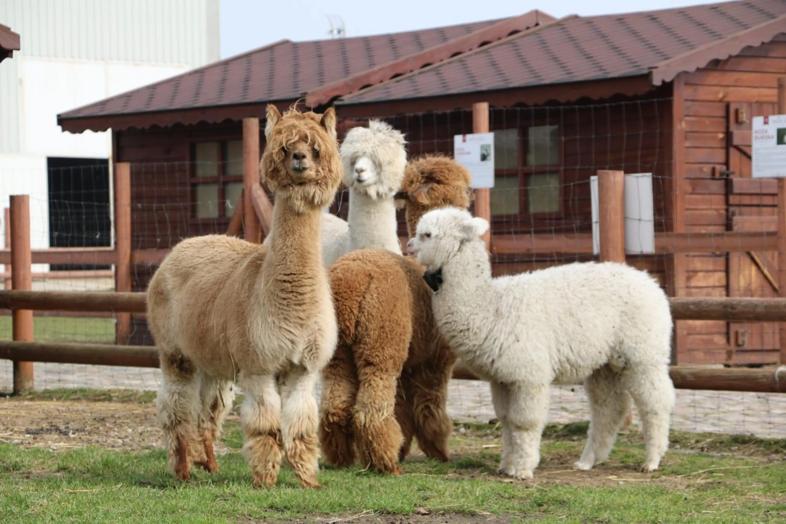 Animals in Palac Mortegi Hotel & SPA- Restauracja Szlachecka, SPA, Basen, Sauny, Jazda Konna, Mini Zoo- Luksus, Relaks i Przyroda w jednym!