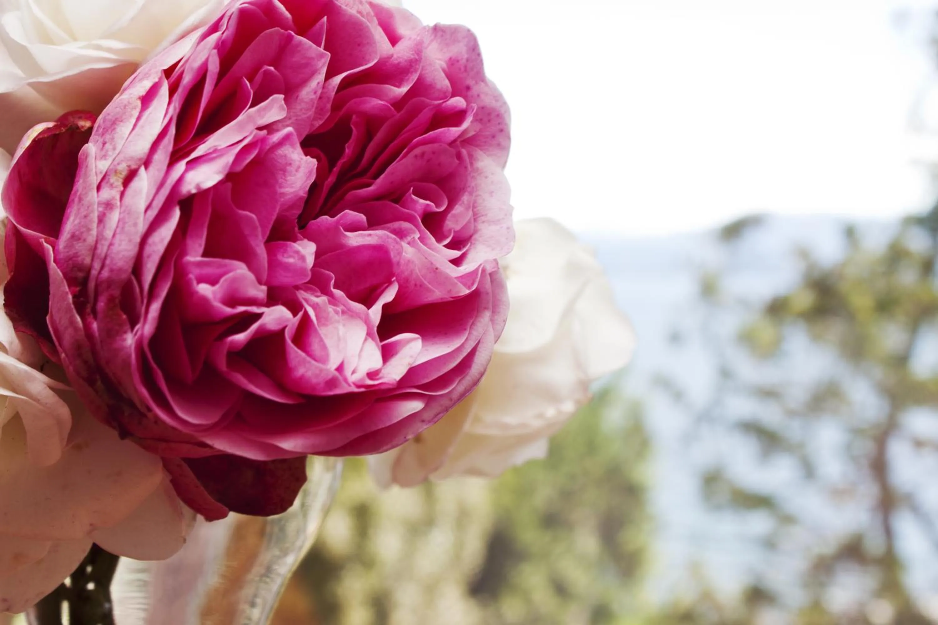 Garden in Sol del Nahuel - Hotel & Spa