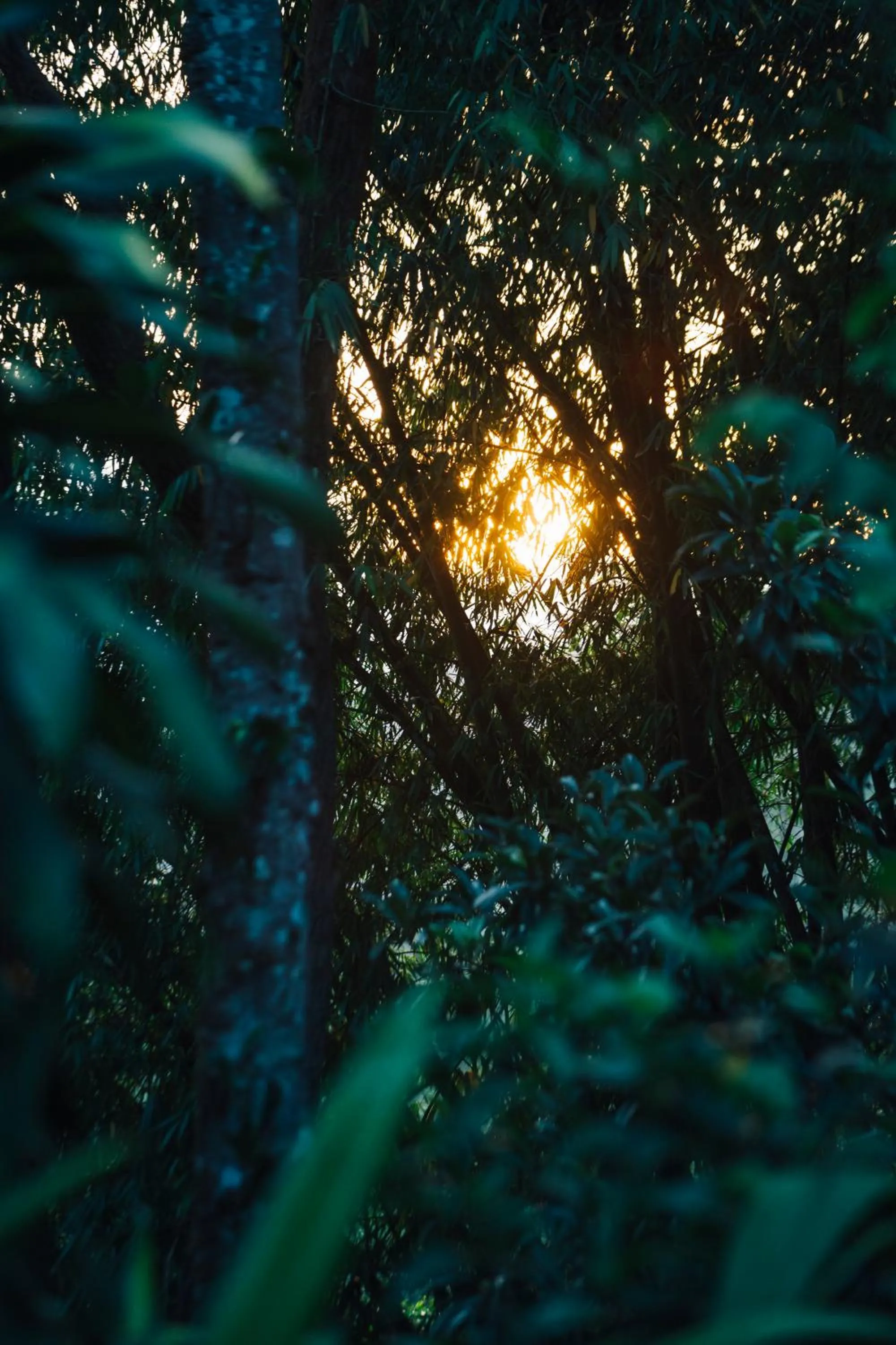 Garden in Villa Republic Bandarawela (04 bedroom)