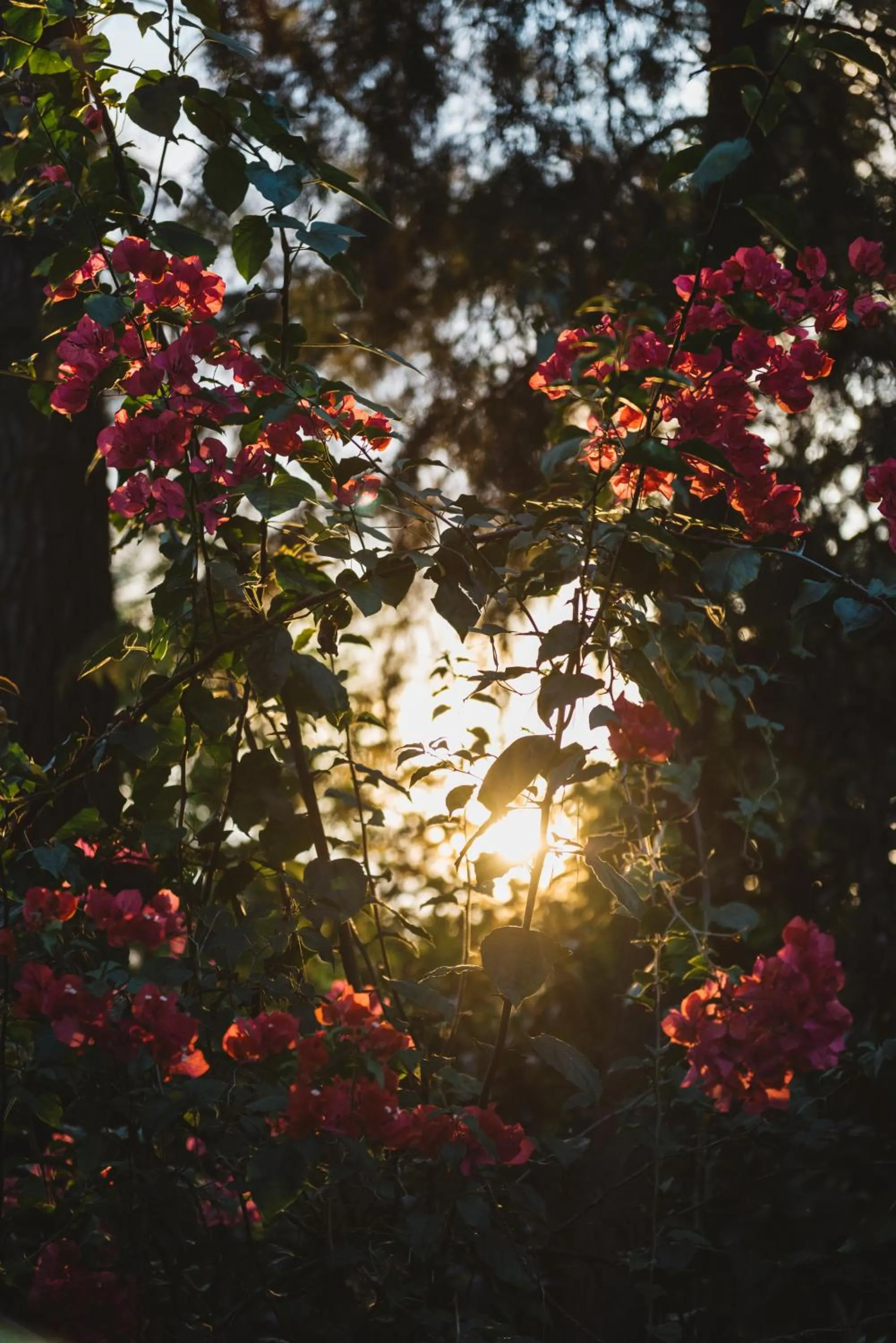 Natural landscape in Villa Republic Bandarawela (04 bedroom)