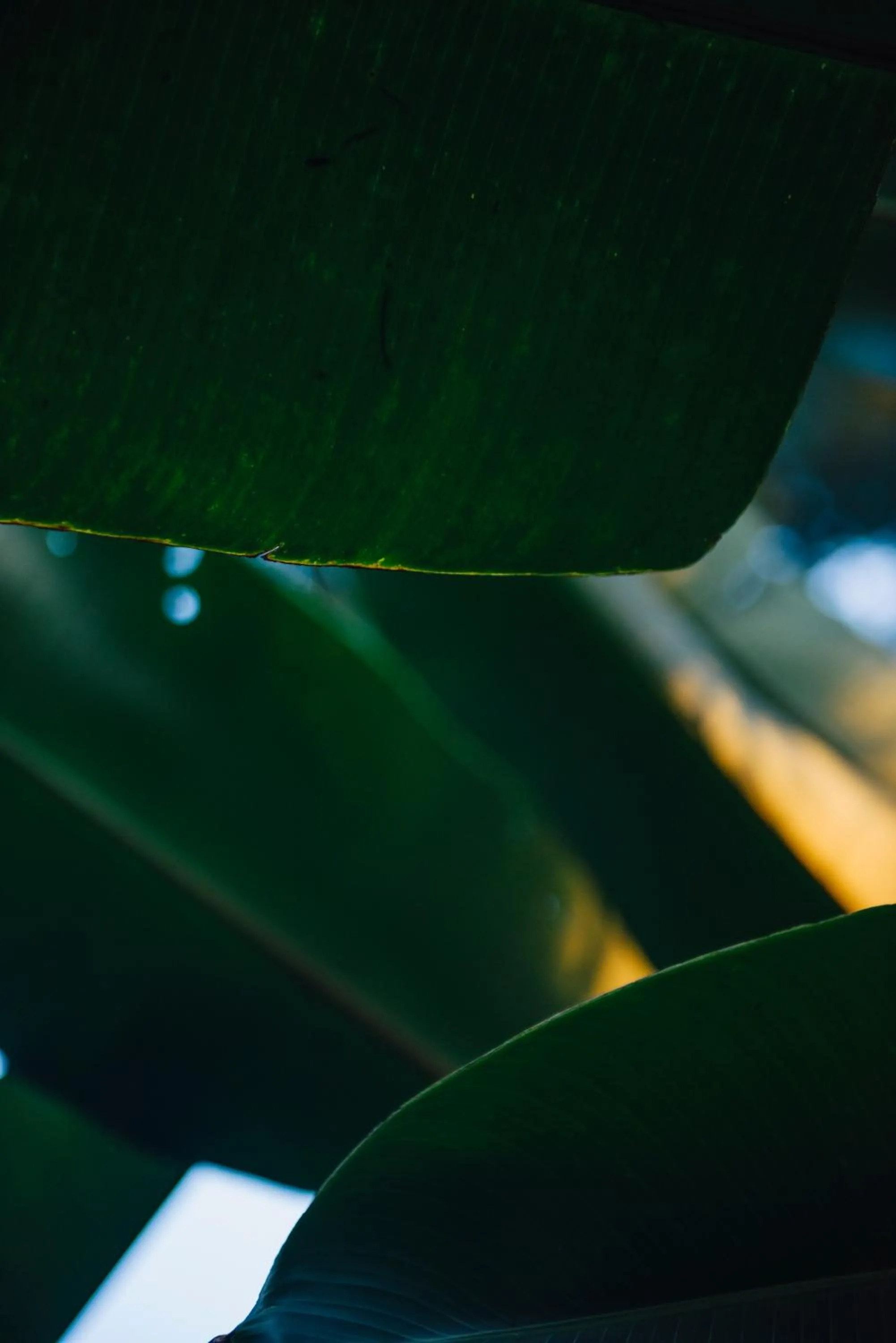 Natural landscape in Villa Republic Bandarawela (04 bedroom)