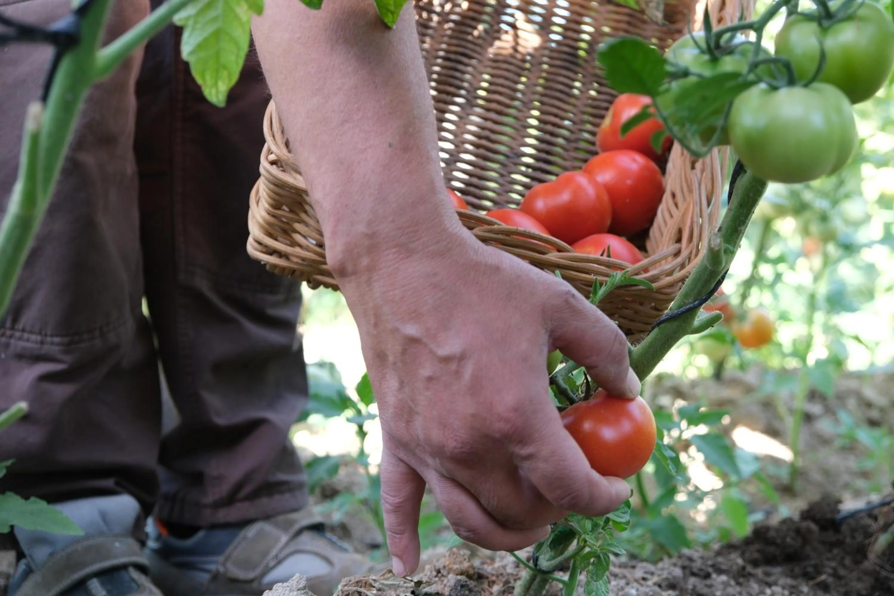 Garden in SIGNATURE GARDEN AVANOS Hotel & SPA