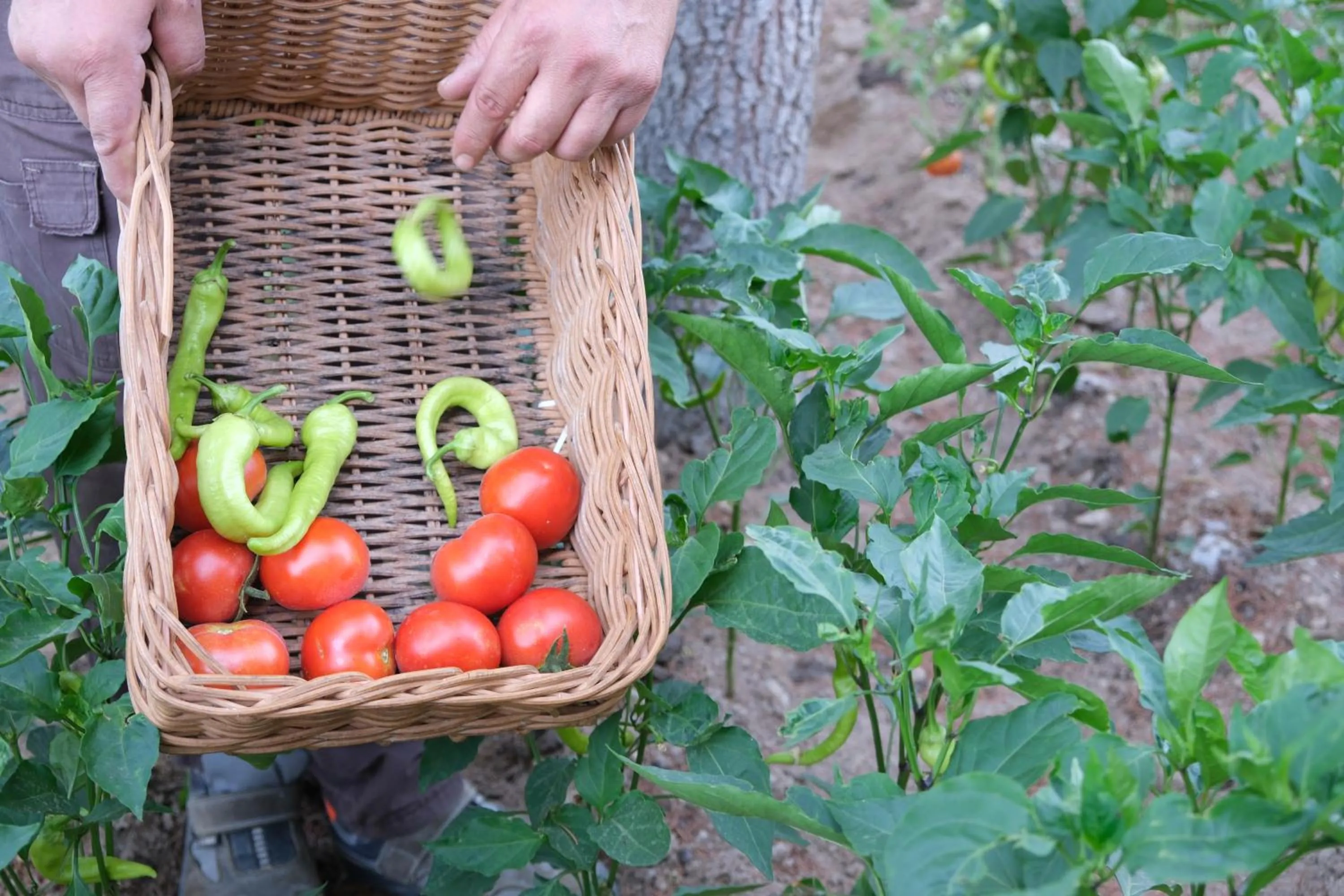 Garden in SIGNATURE GARDEN AVANOS Hotel & SPA