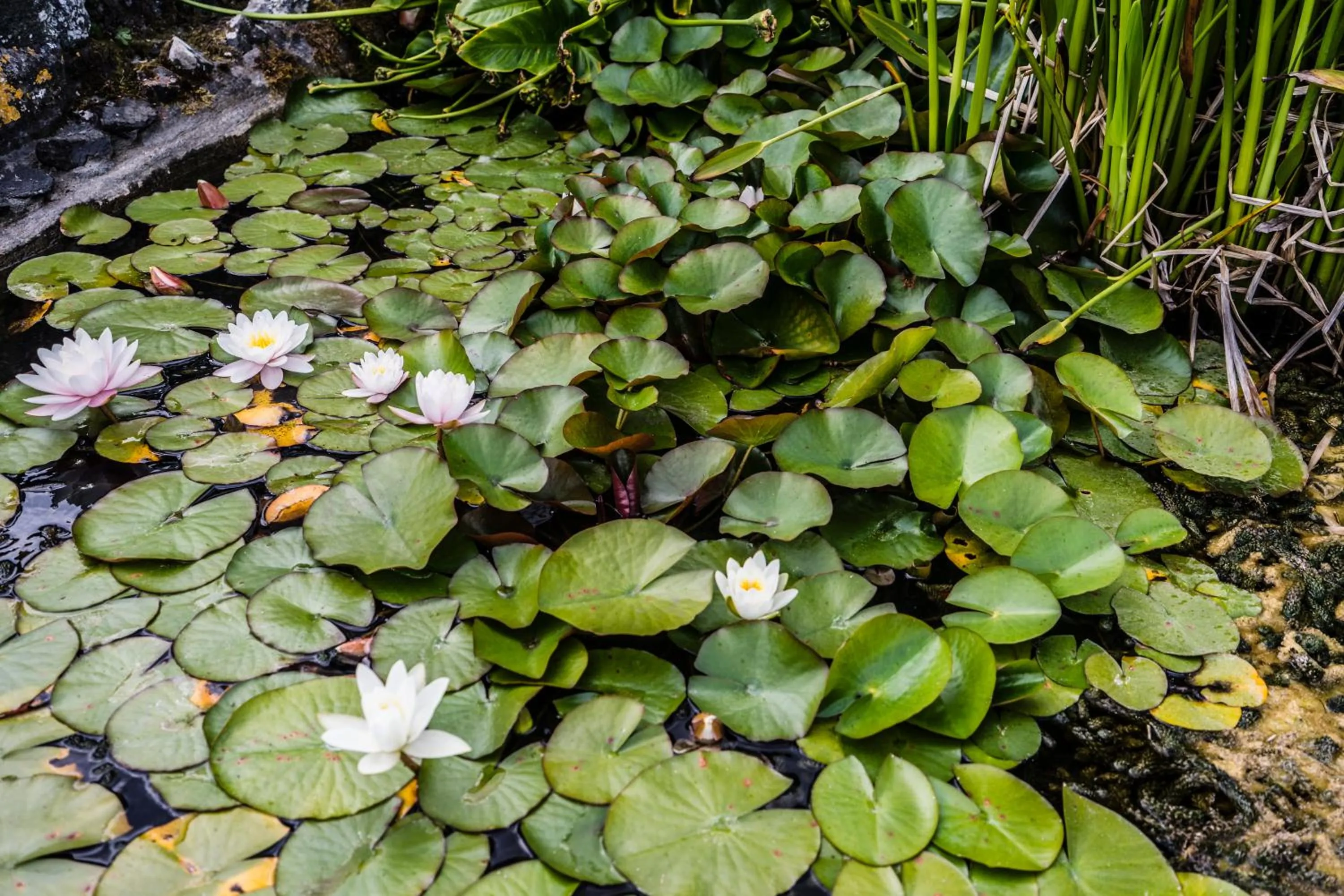 Garden in The Bay Hotel