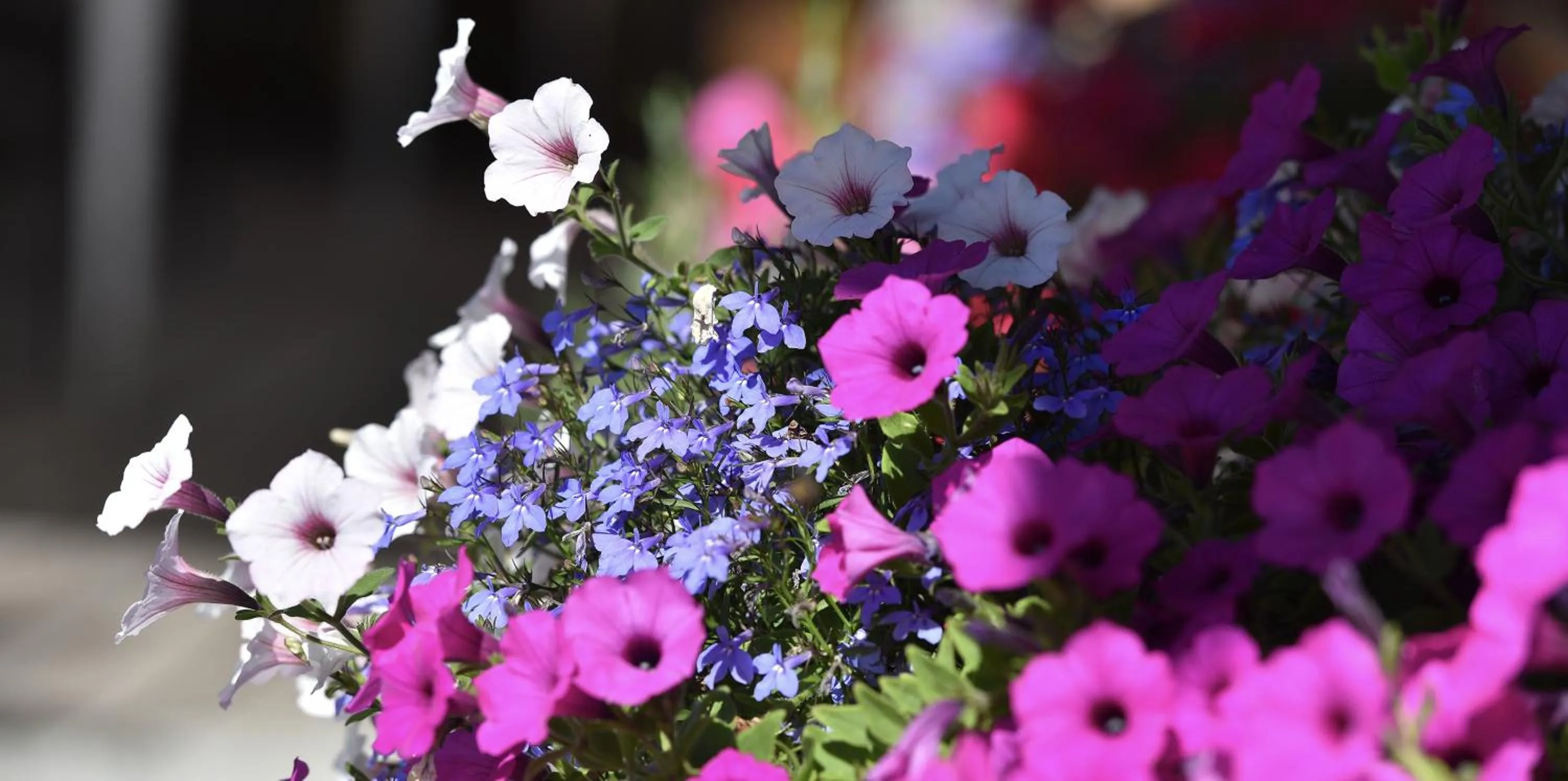 Garden view in Hotel Galli's - Centro