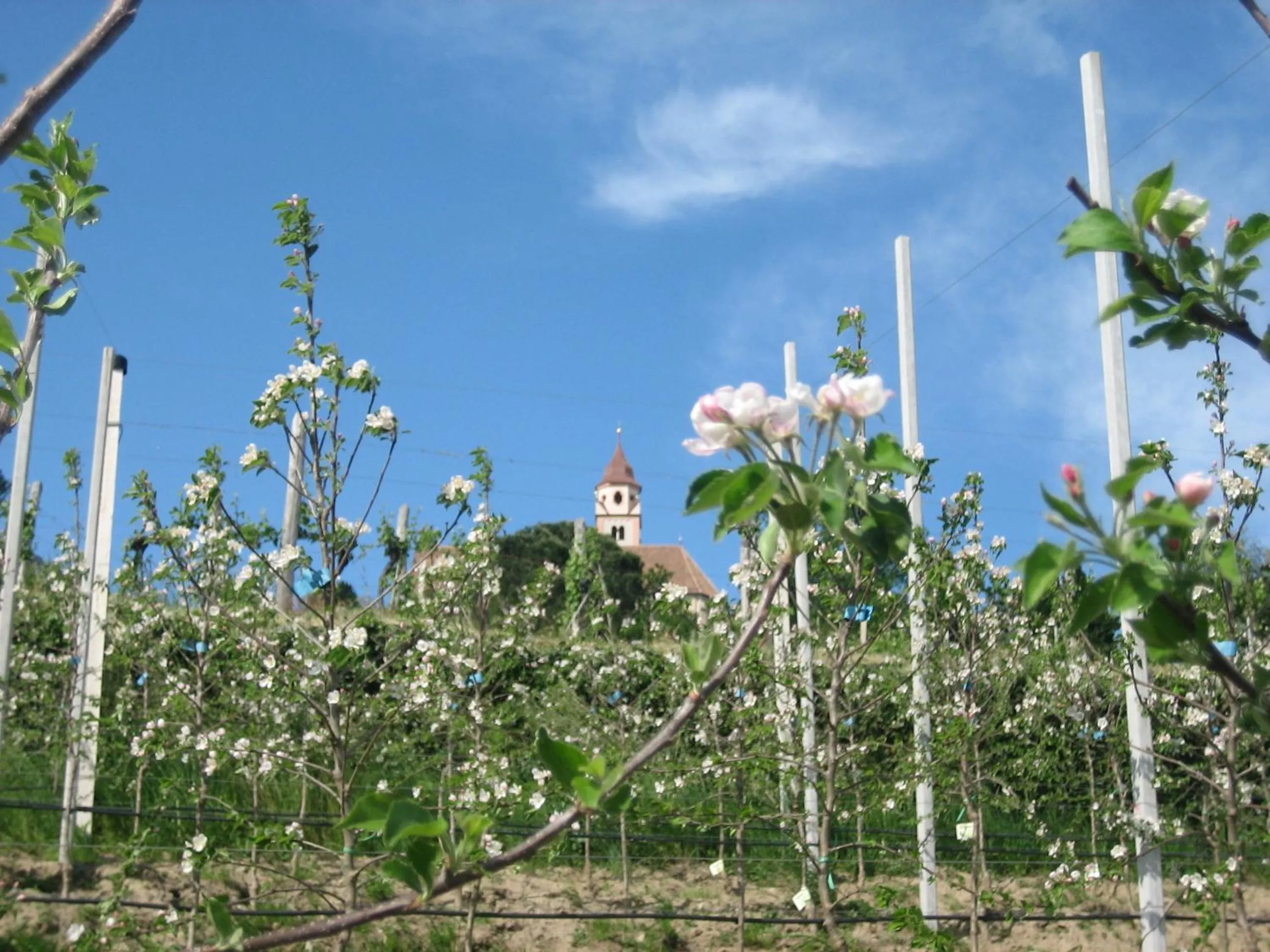 Spring in Hotel Haselried