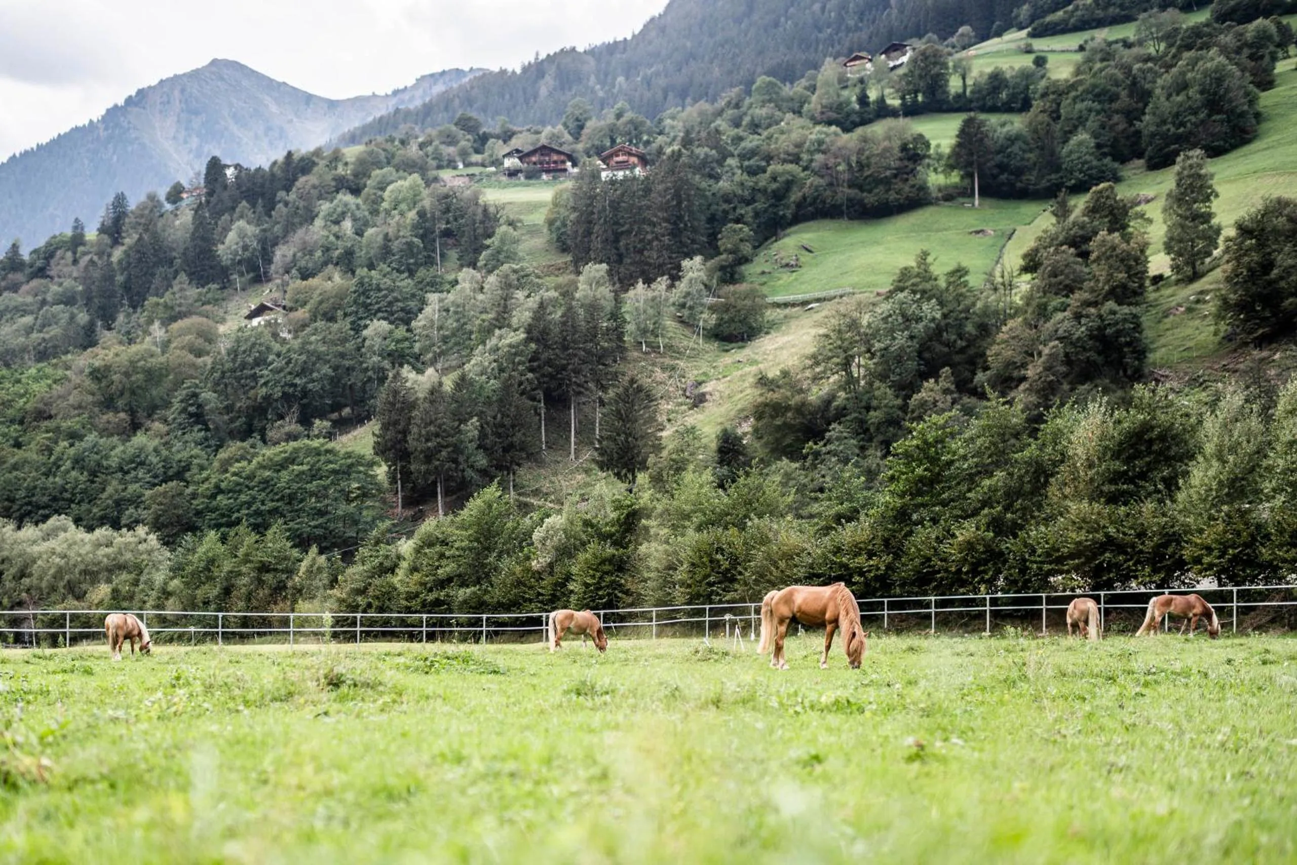 Horse-riding in Stroblhof Active Family Spa Resort