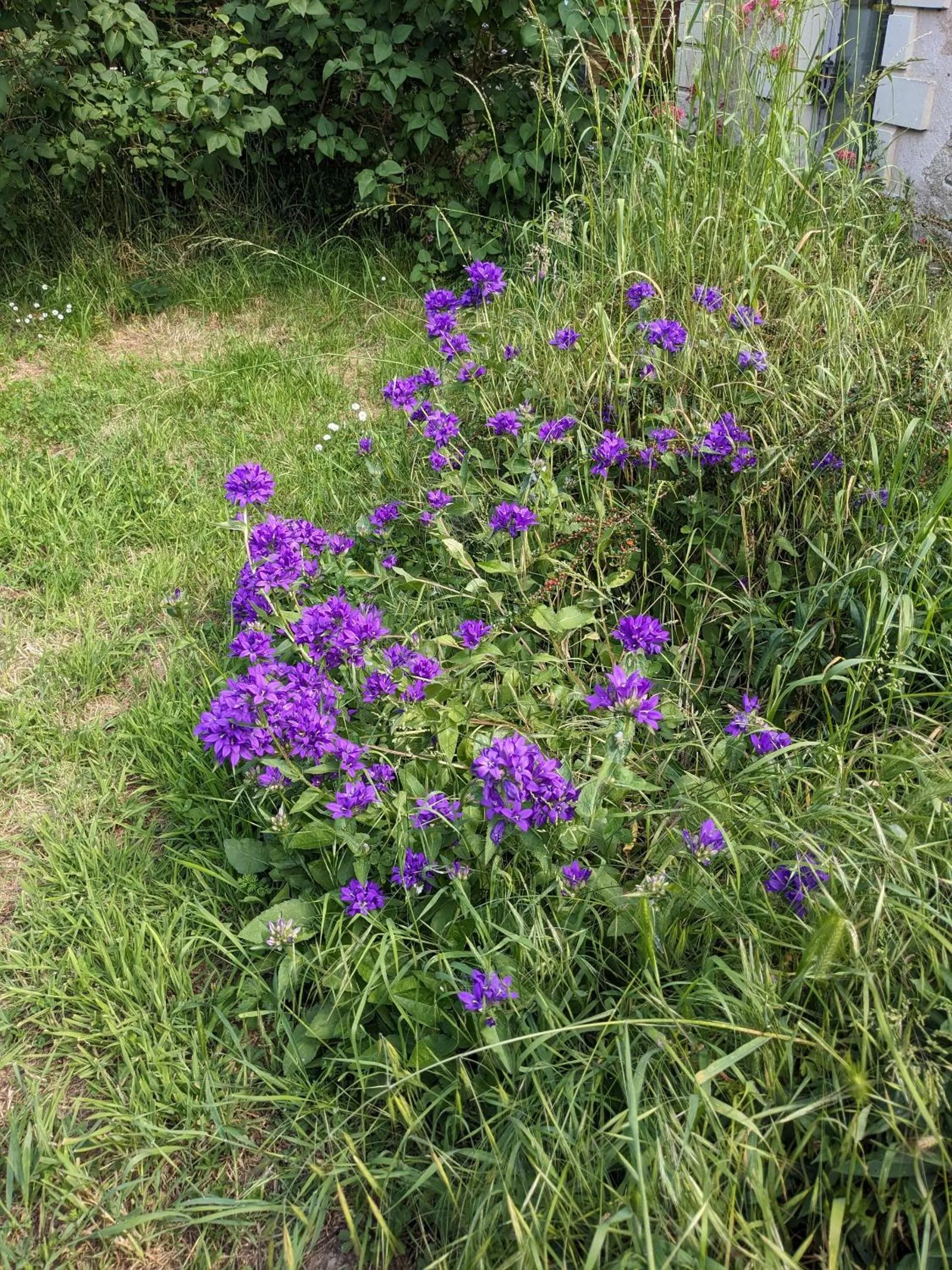 Garden in Loge & Broc