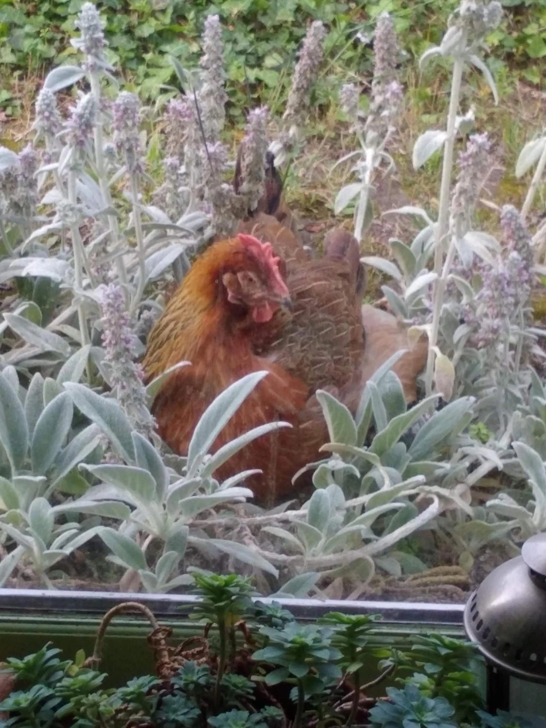 Animals in Loge & Broc