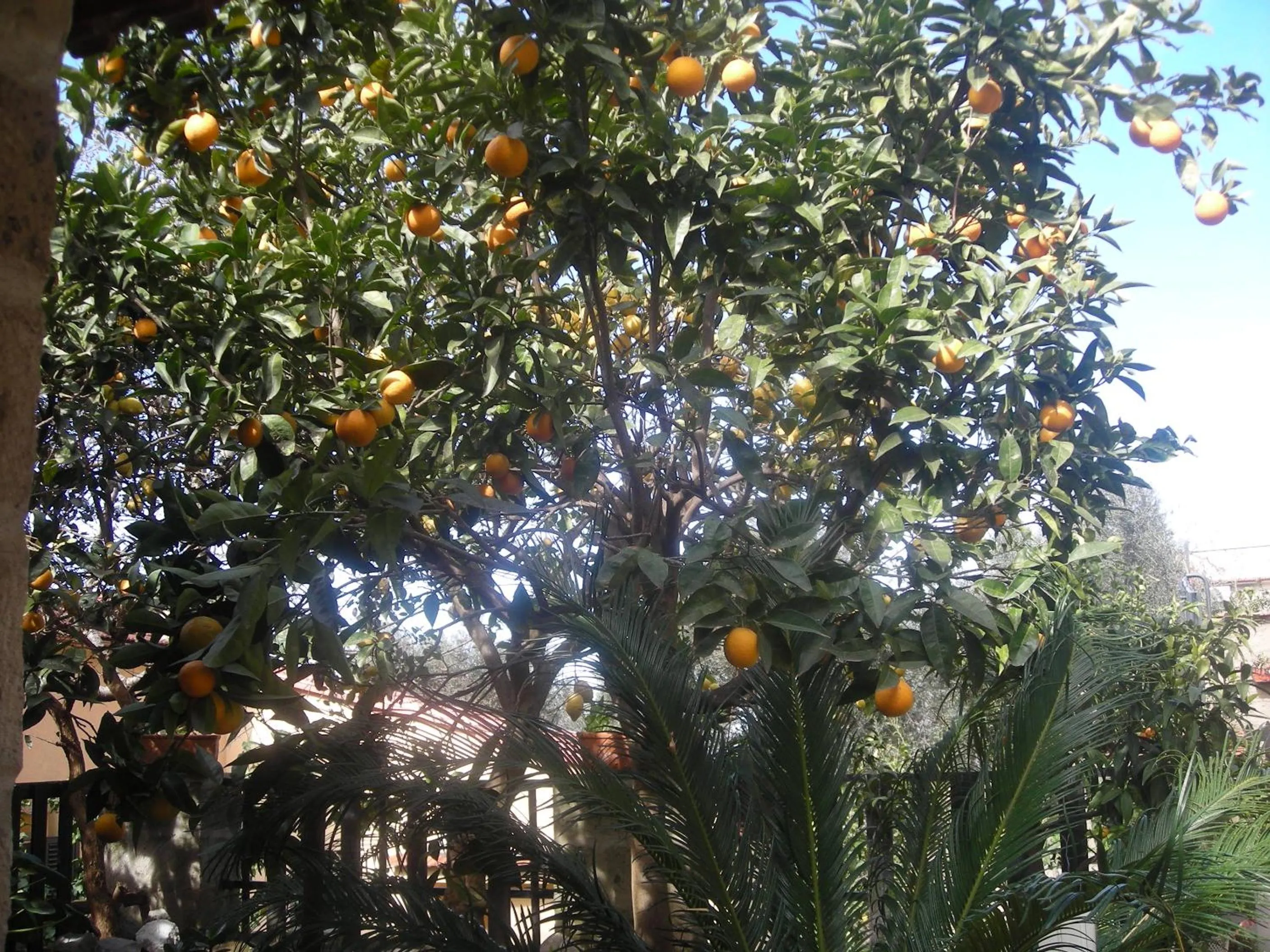 Garden in B&B L'Arcobaleno