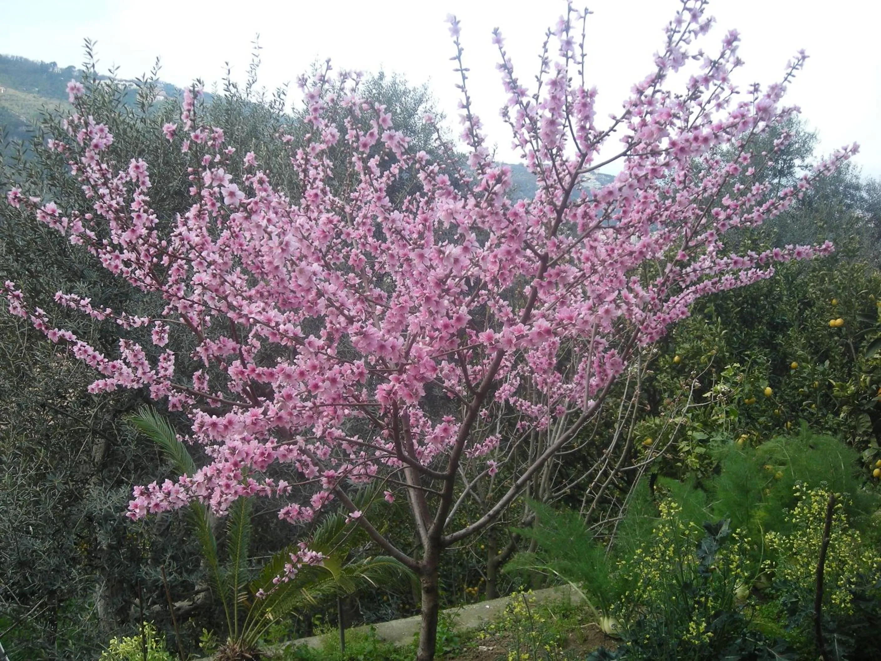 Garden in B&B L'Arcobaleno