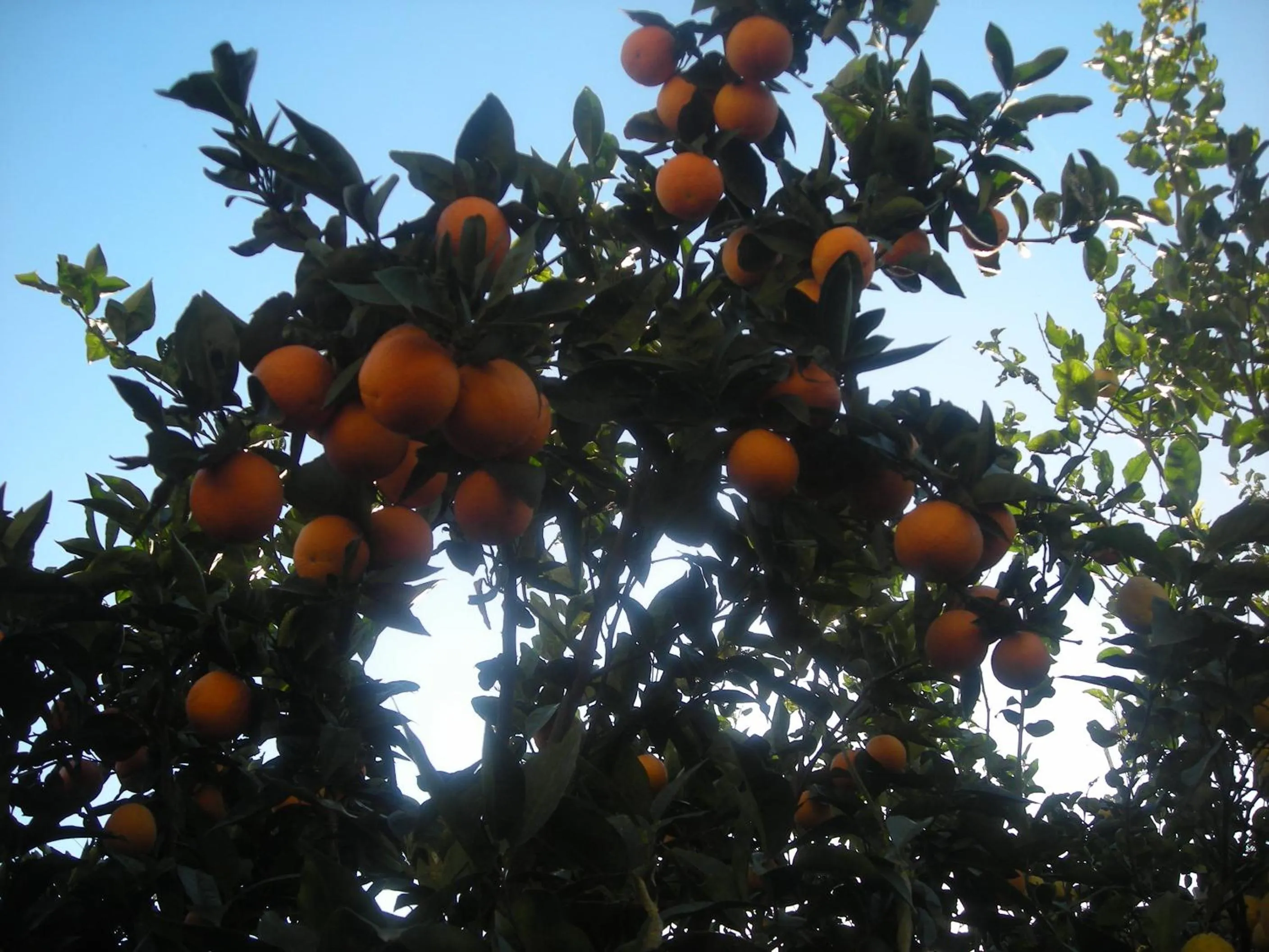 Garden in B&B L'Arcobaleno