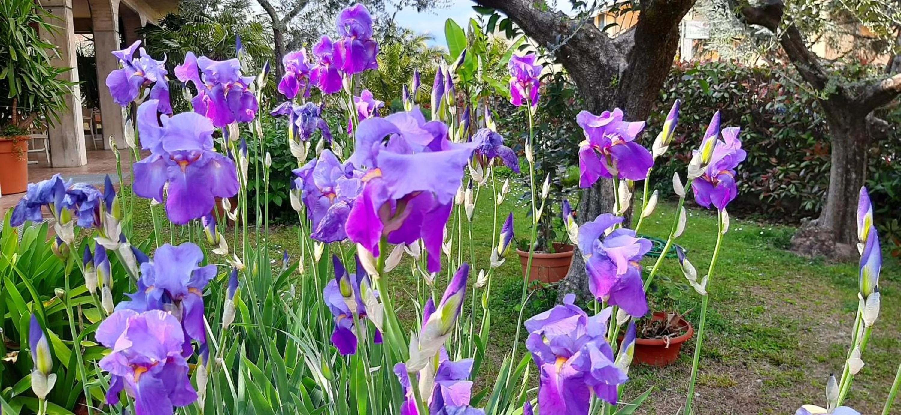 Garden view in Hotel Chiara