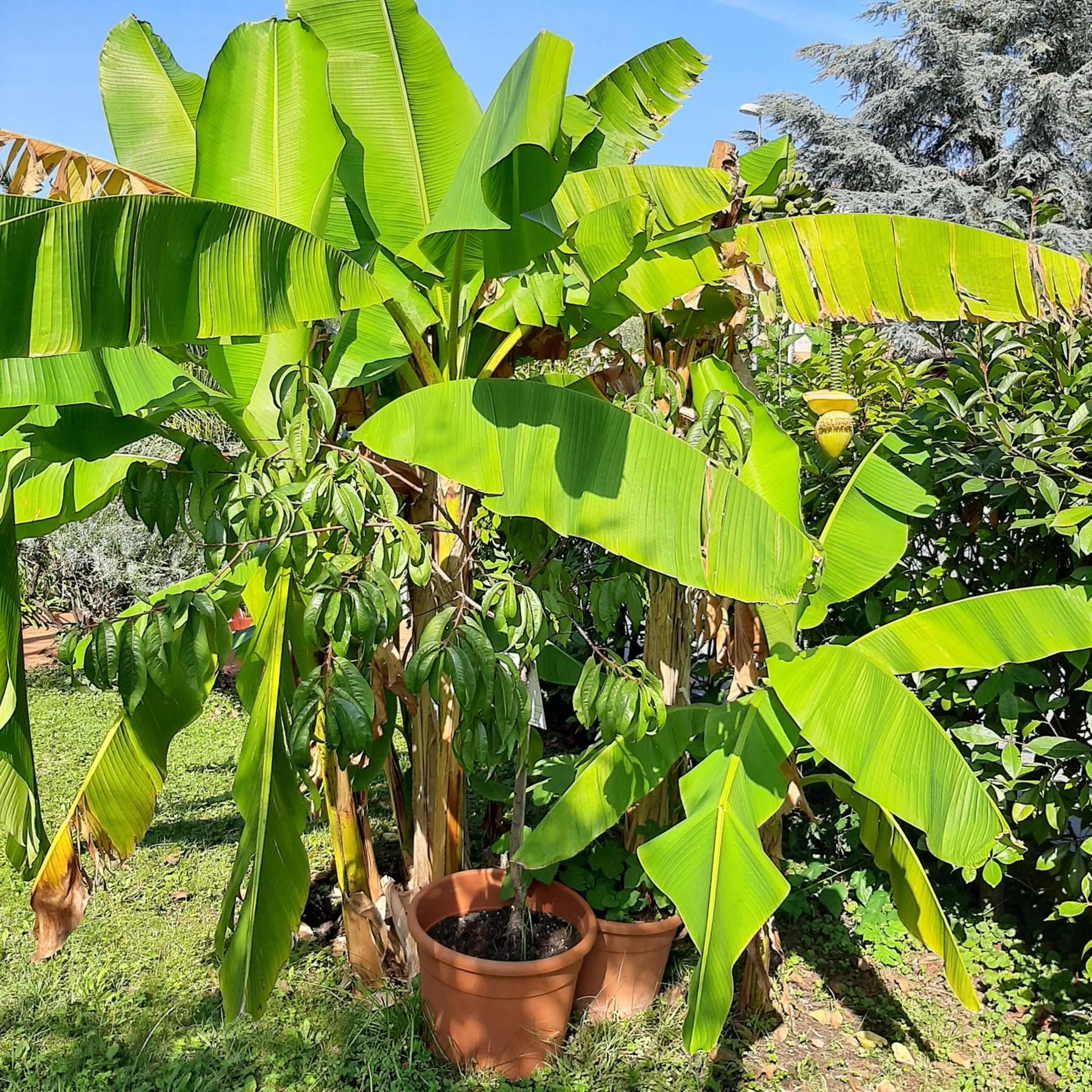 Garden view in Hotel Chiara