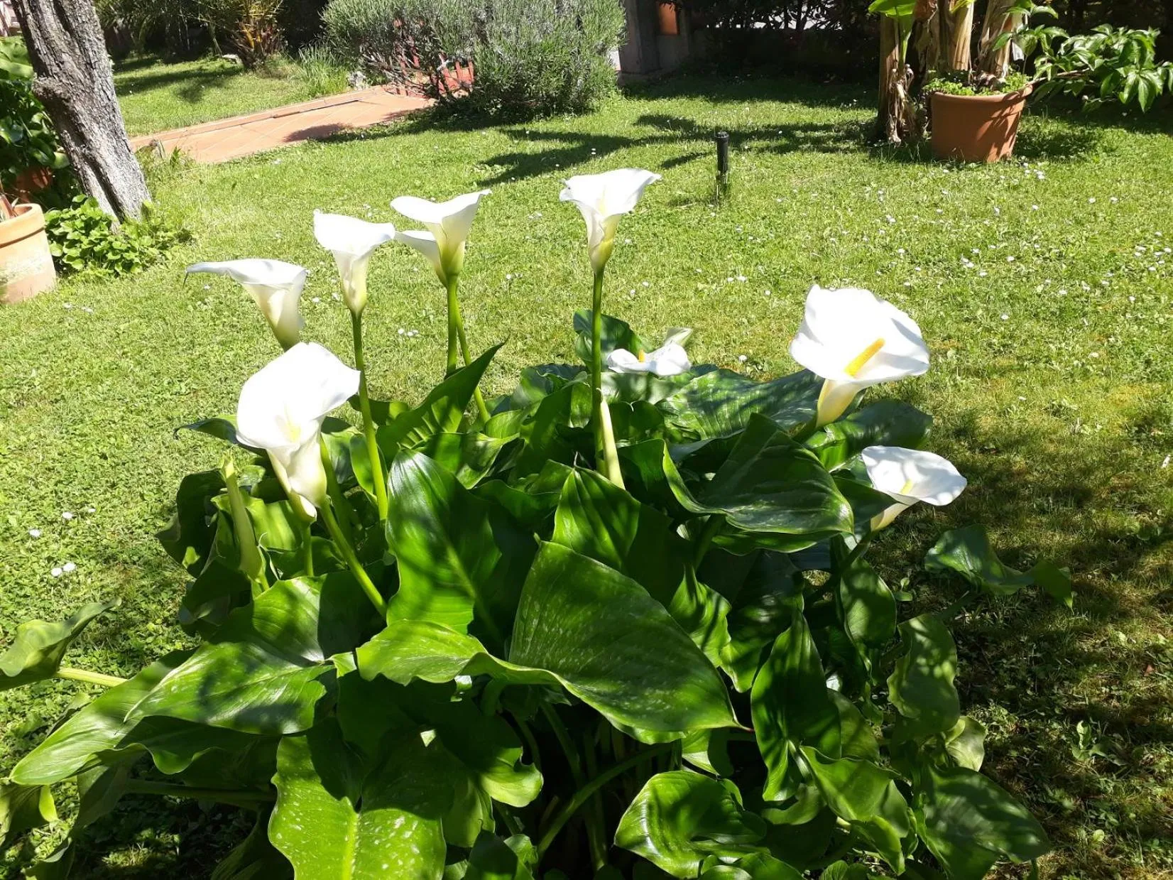 Garden view in Hotel Chiara