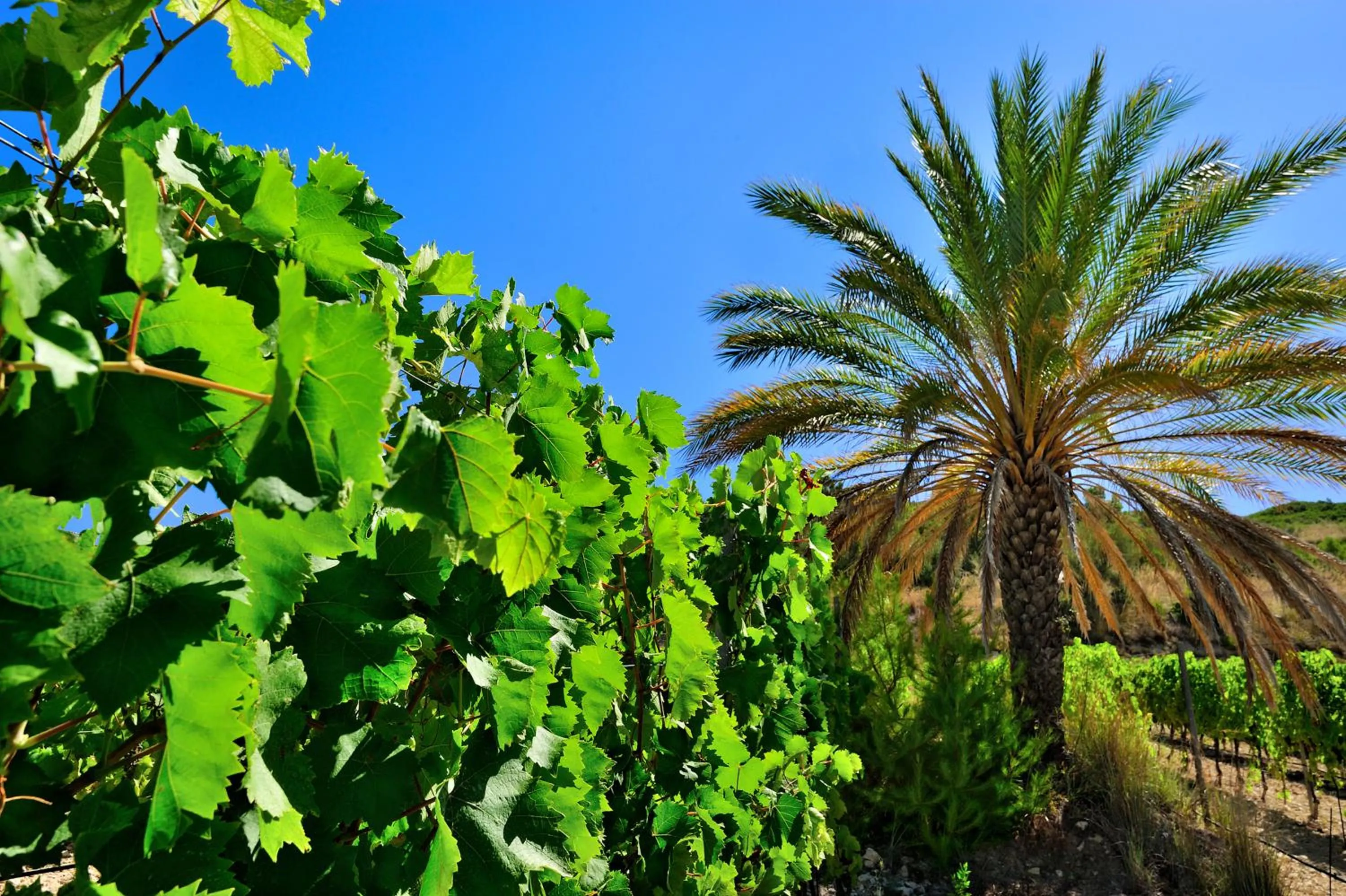 Spring in Kallikoros Country Resort & Spa