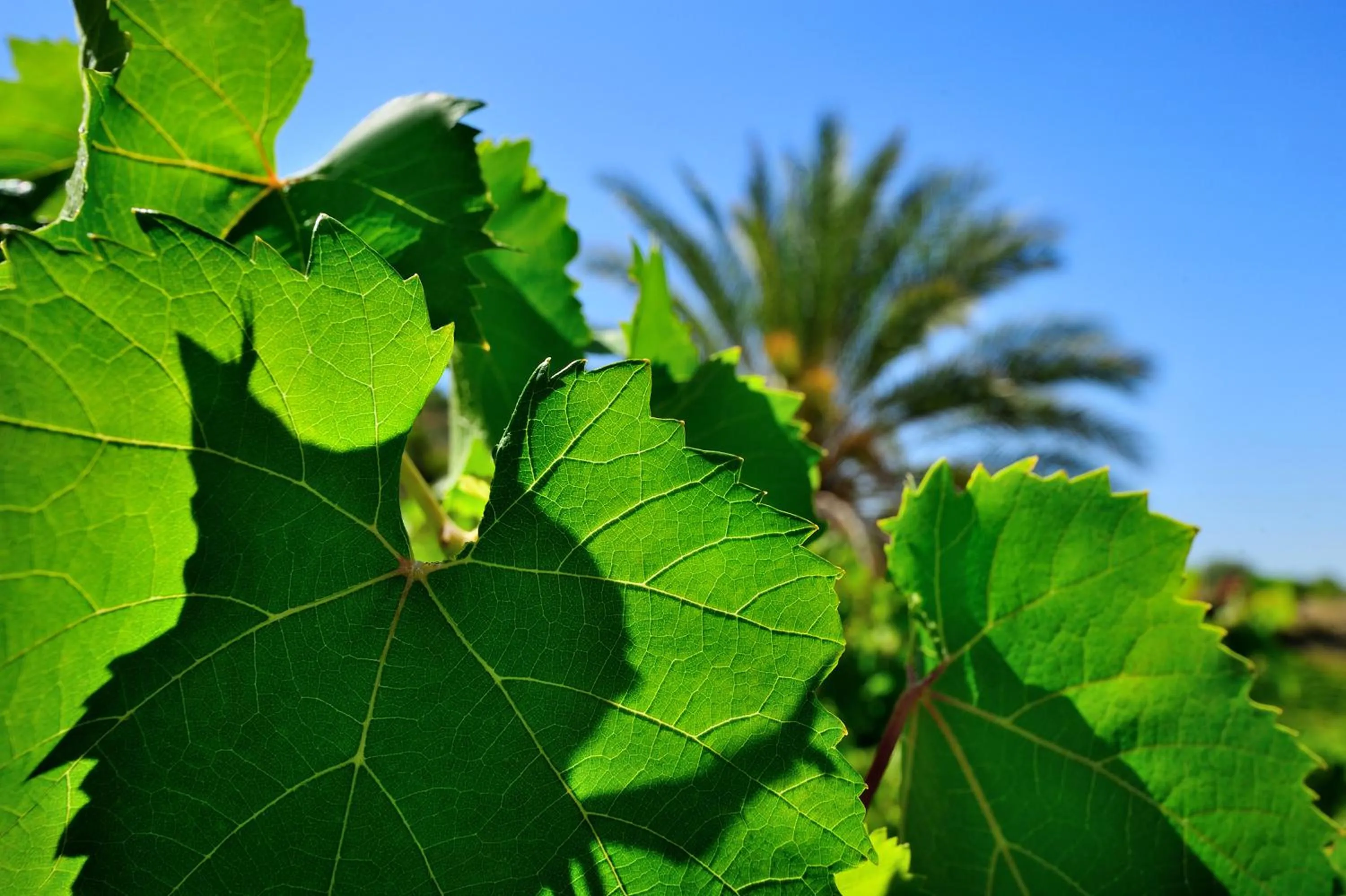 Spring in Kallikoros Country Resort & Spa