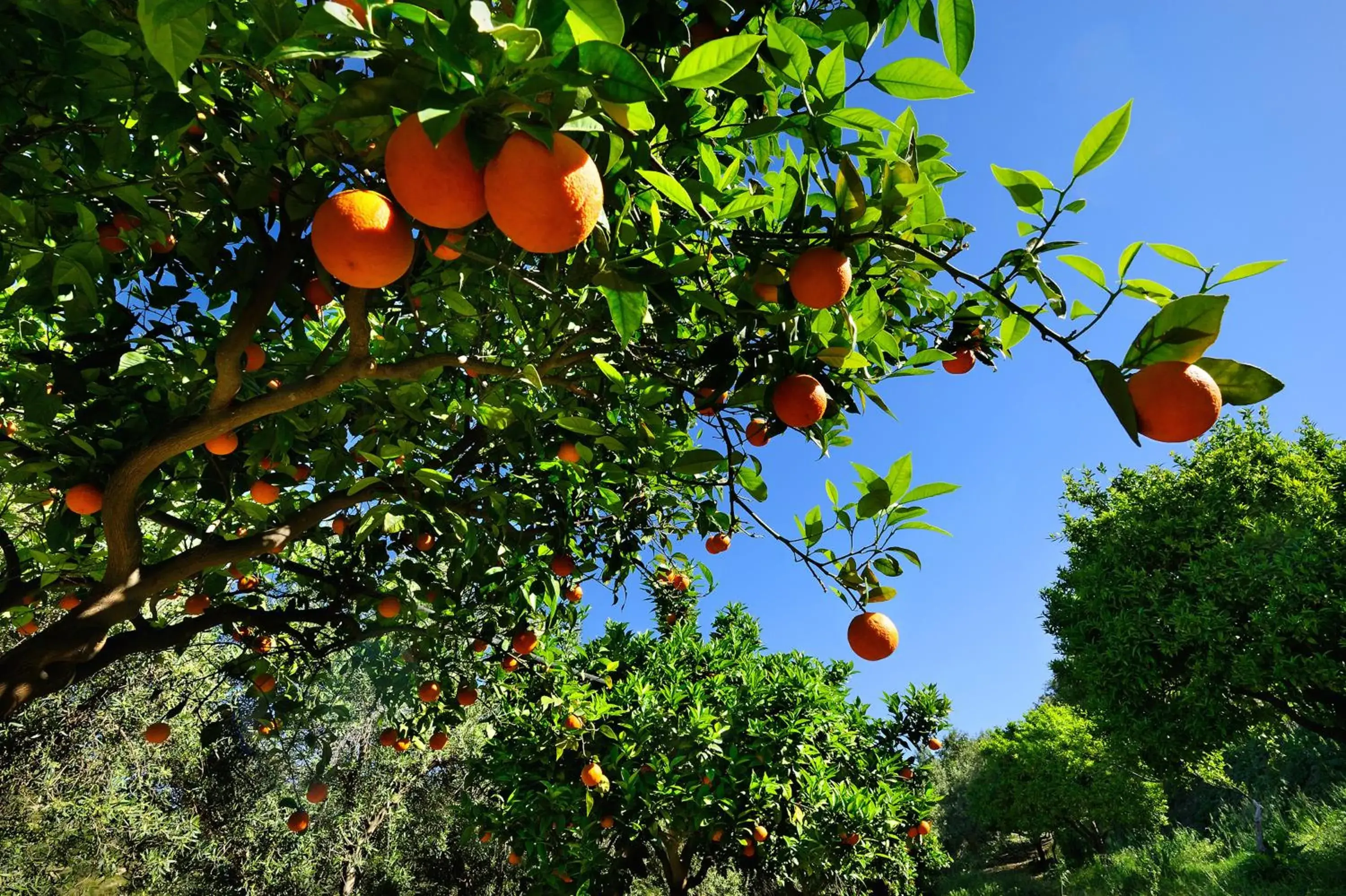 camera panoramica in Kallikoros Country Resort & Spa camera panoramica in Kallikoros Country Resort & Spa