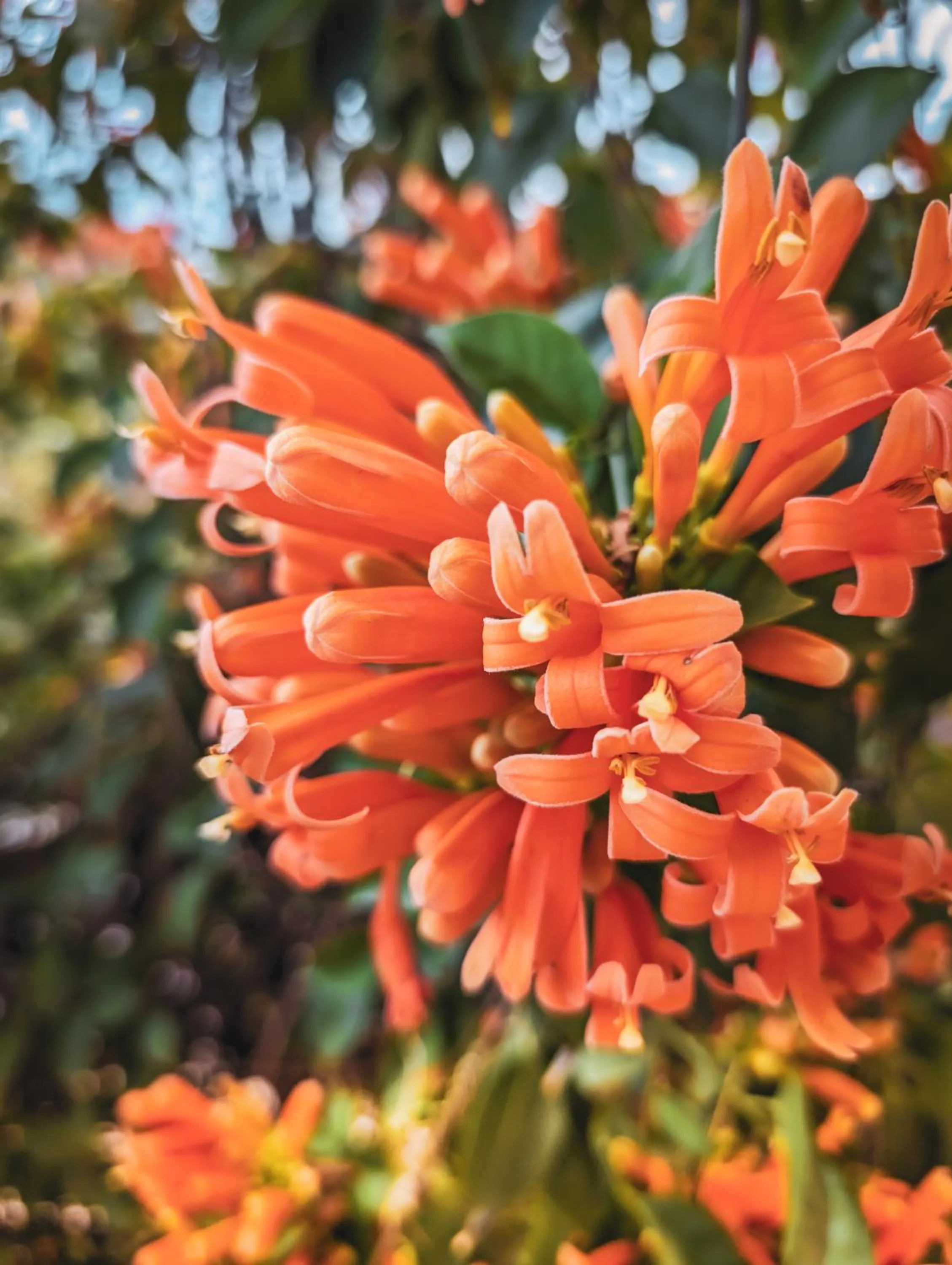 Spring in Kallikoros Country Resort & Spa