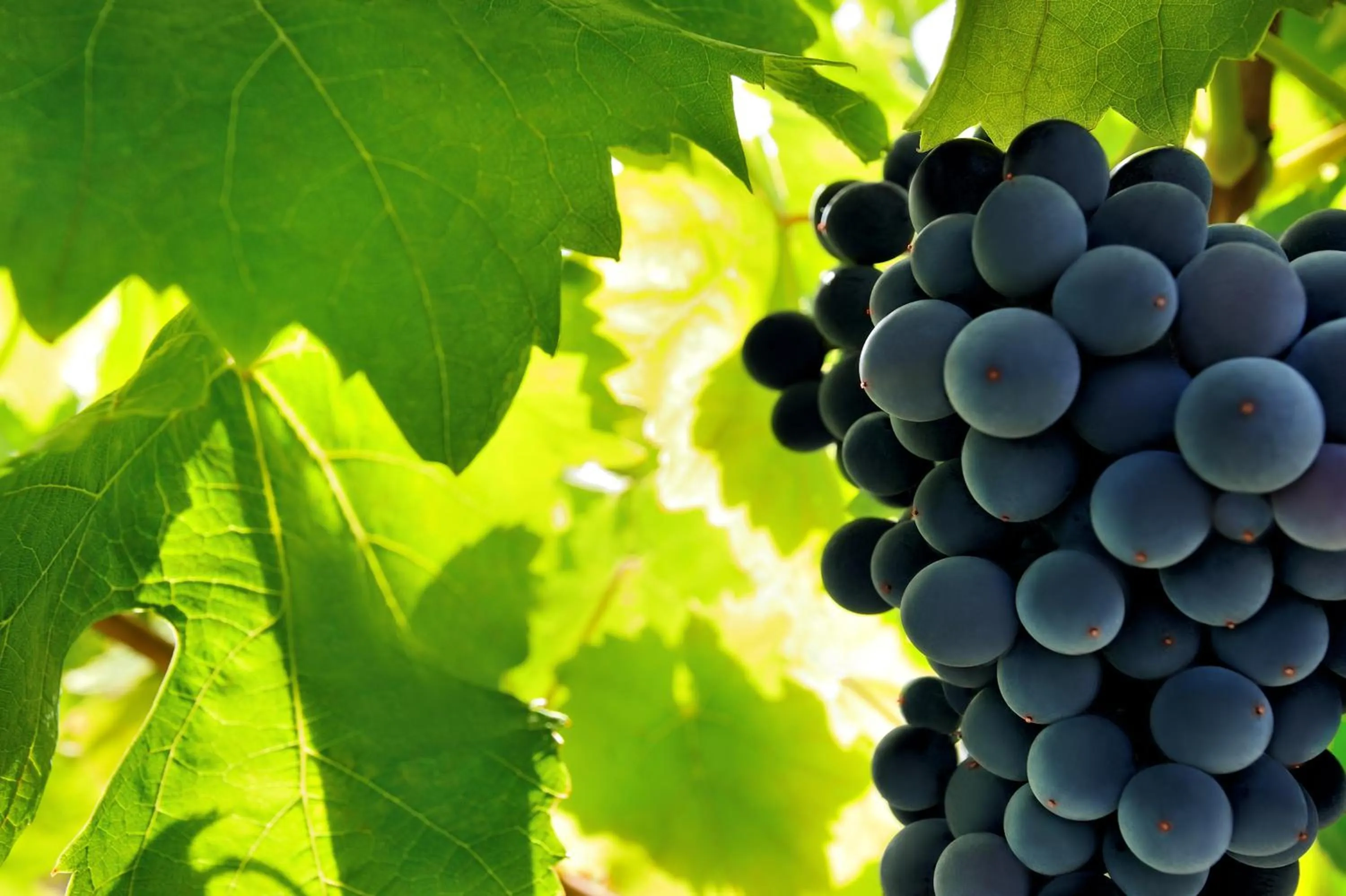 Day in Kallikoros Country Resort & Spa