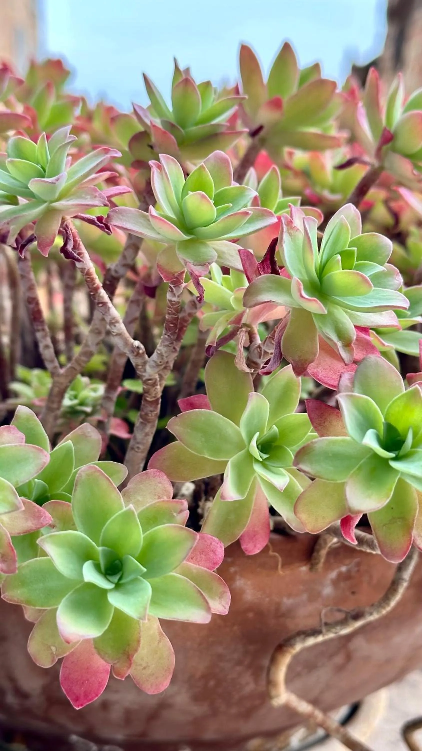 Albergo Hotel Raffaello