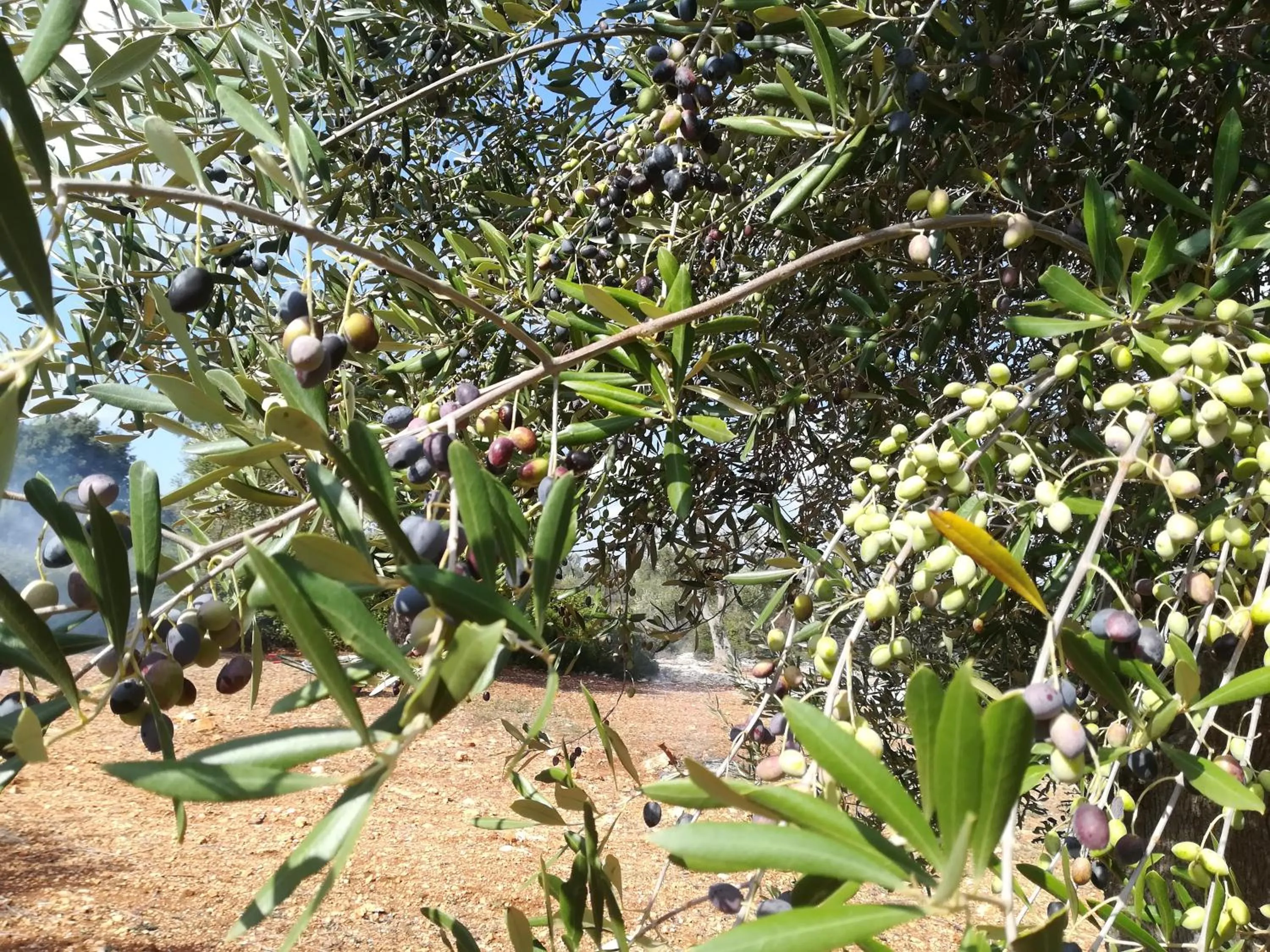 Garden in Trullo Alessandro e Villa Raffaela