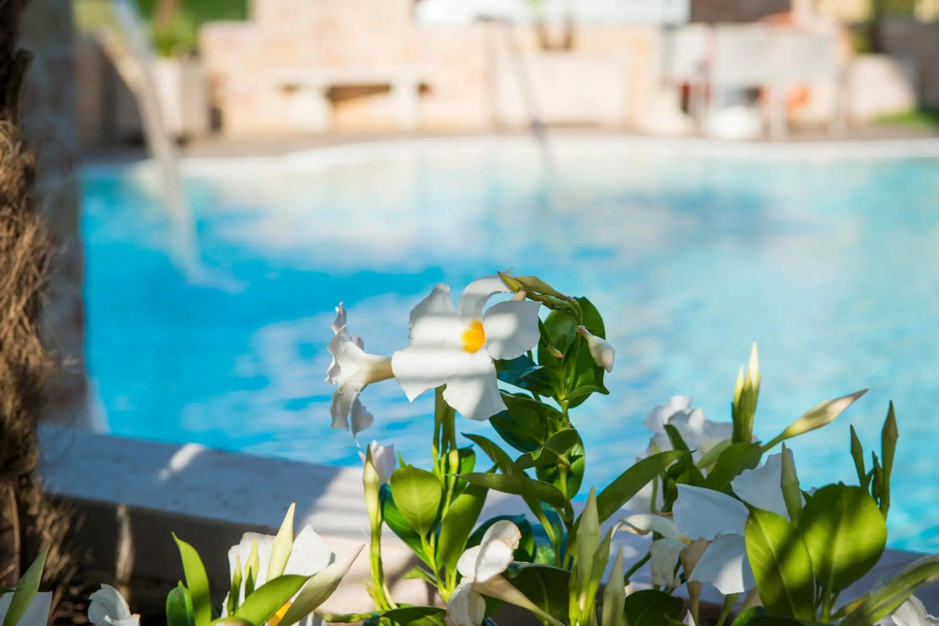 Garden, Swimming Pool in Hotel Eden Garda