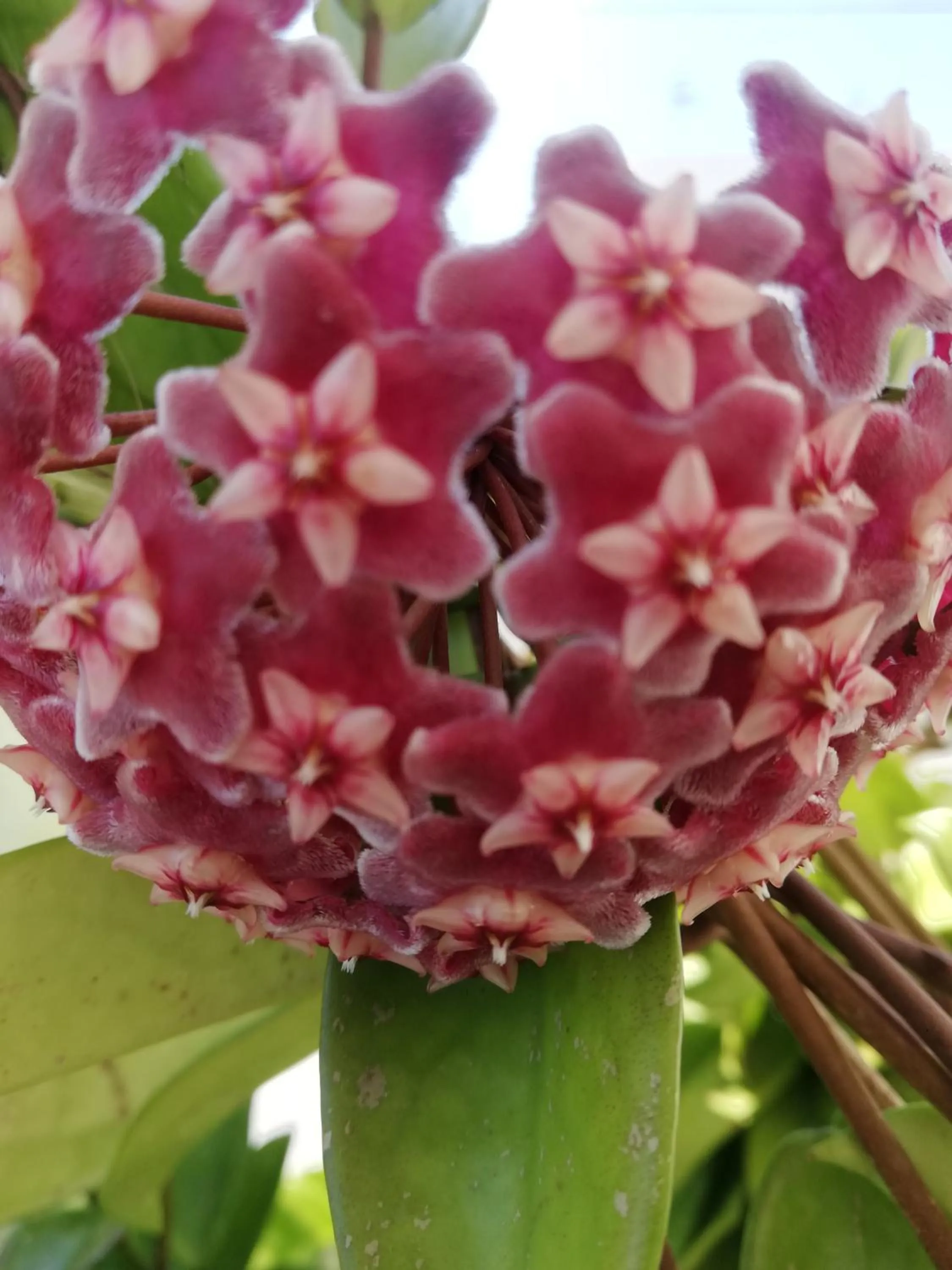 Garden in B&B MareIncantato