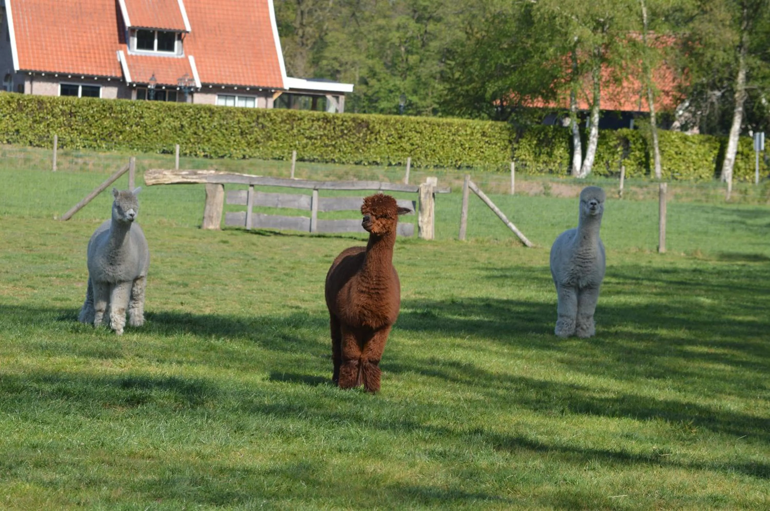 Animals in Erve Grootenhuys