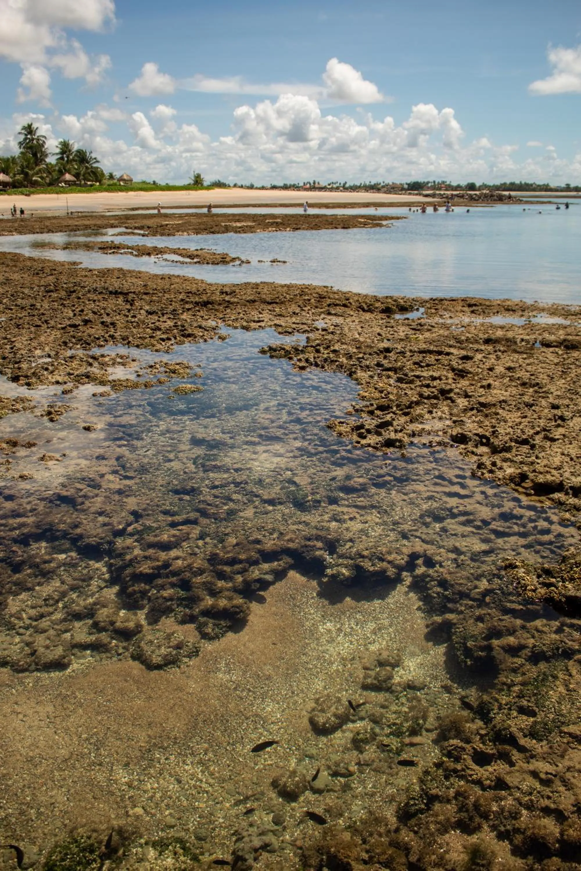 Beach in Serrambi Praia Suites