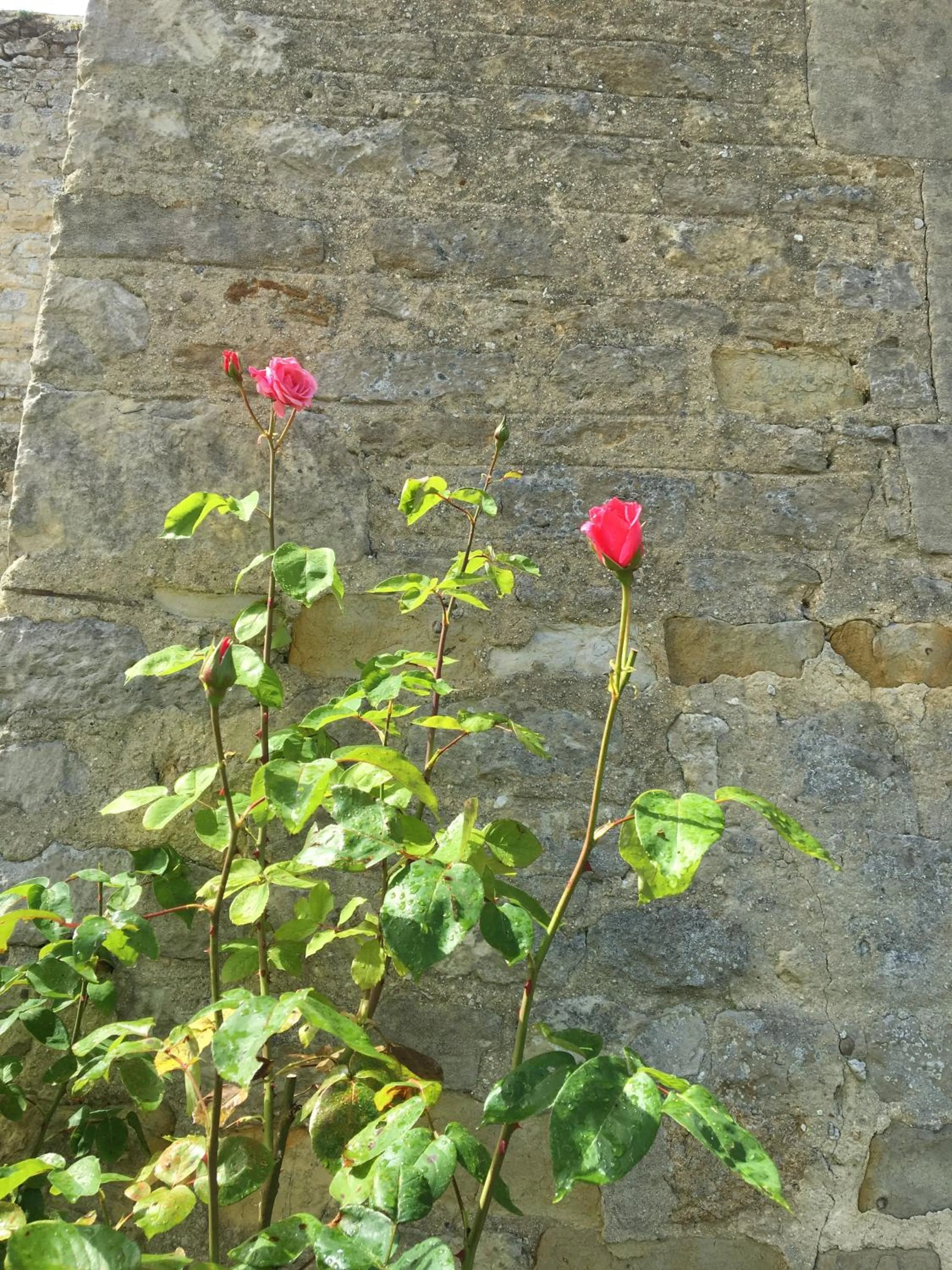 Garden in La Pomme de nuit