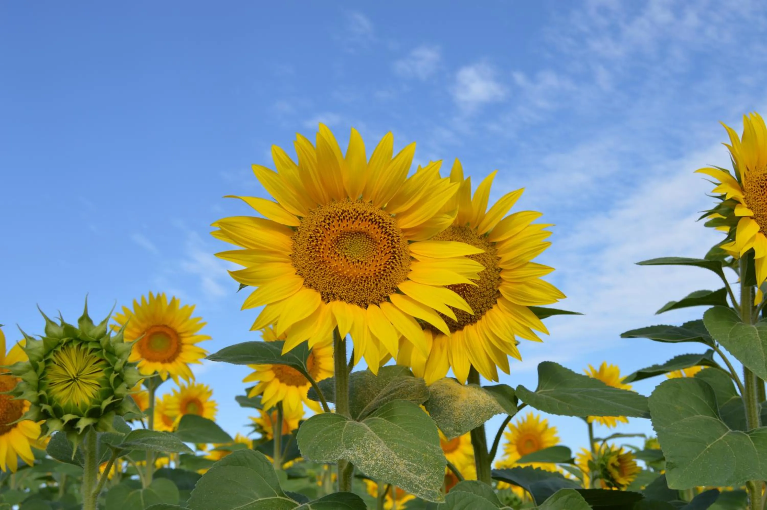 Natural landscape in La Vieille Distillerie