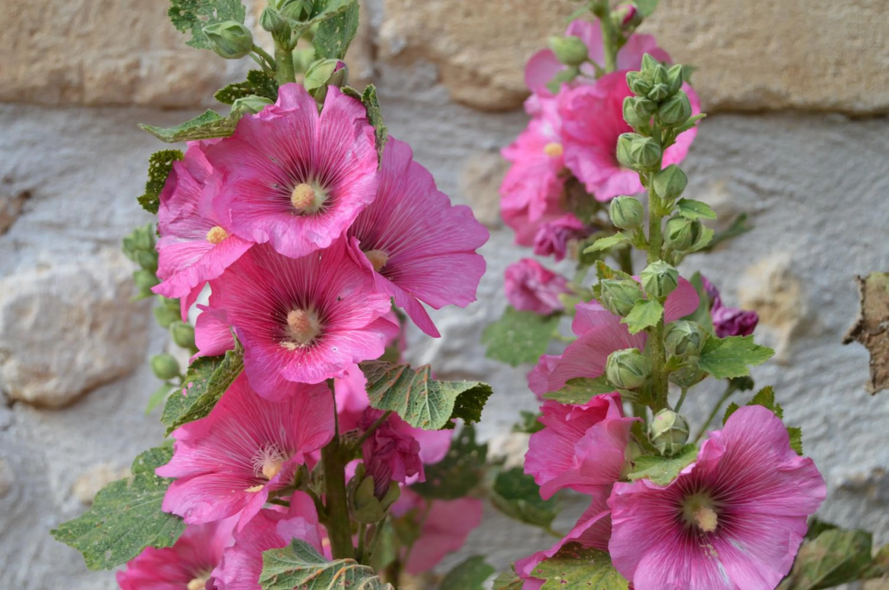 Garden in La Vieille Distillerie